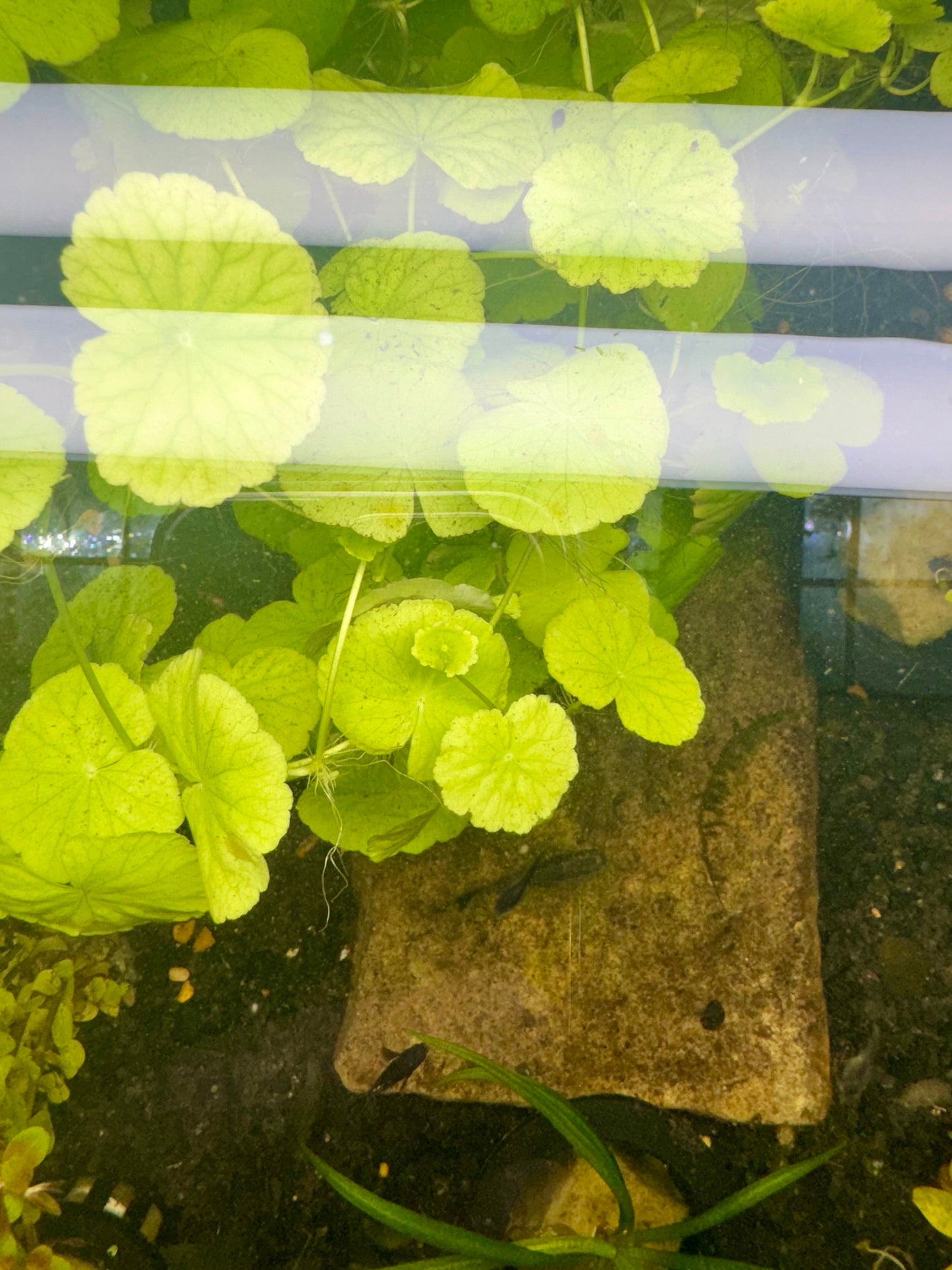 Hydrocotyle Pennywort – 3 Six-Inch Stems – Live Aquarium Plant