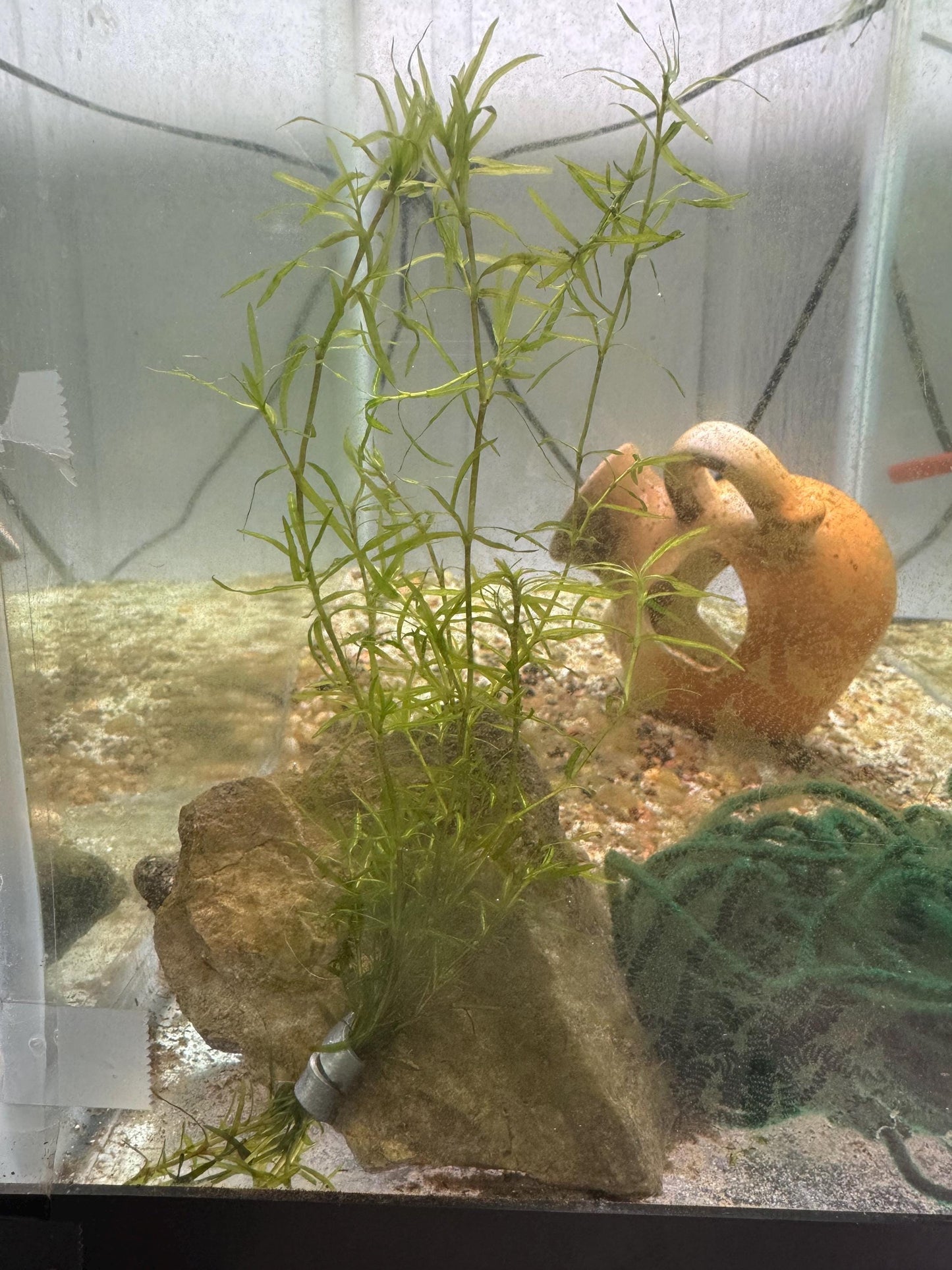 Guppy Grass (Najas) – 6-8 Weighted Stems | Live Aquarium Plant for Fish, Shrimp, & Fry