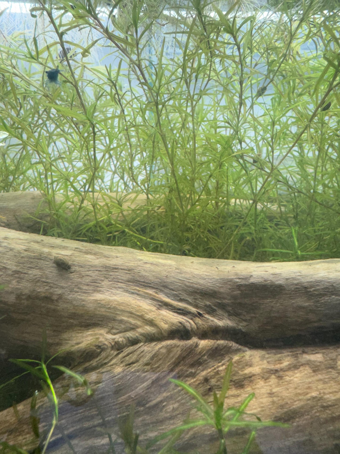 Guppy Grass (Najas) – 6-8 Weighted Stems | Live Aquarium Plant for Fish, Shrimp, & Fry