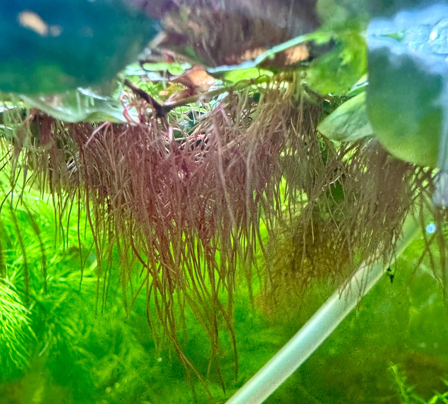 Aquarium Plant Starter Bundle – 4 Floating Plants - Red Root, Frogbit, Salvinia & Water Lettuce – Great for Shrimp and Betta