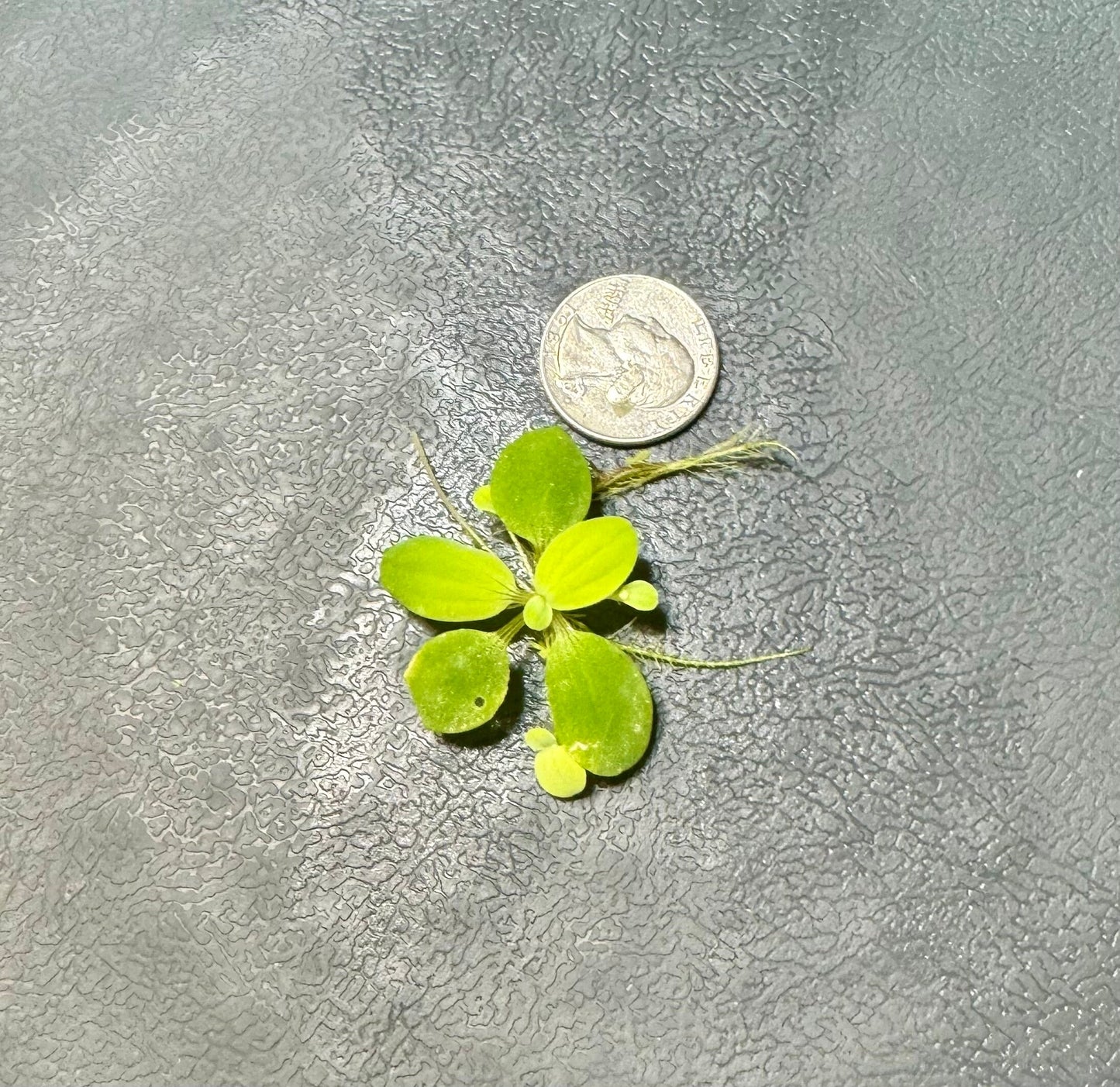 Aquarium Plant Starter Bundle – 4 Floating Plants - Red Root, Frogbit, Salvinia & Water Lettuce – Great for Shrimp and Betta