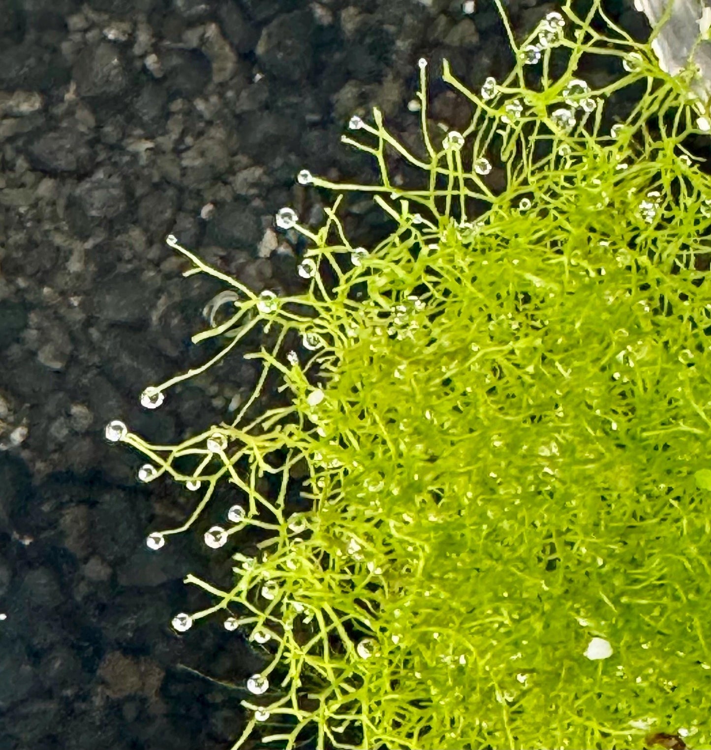 Riccia fluitans, also known as Crystalwort, is a versatile and attractive floating plant perfect for aquariums, paludariums, and terrariums.