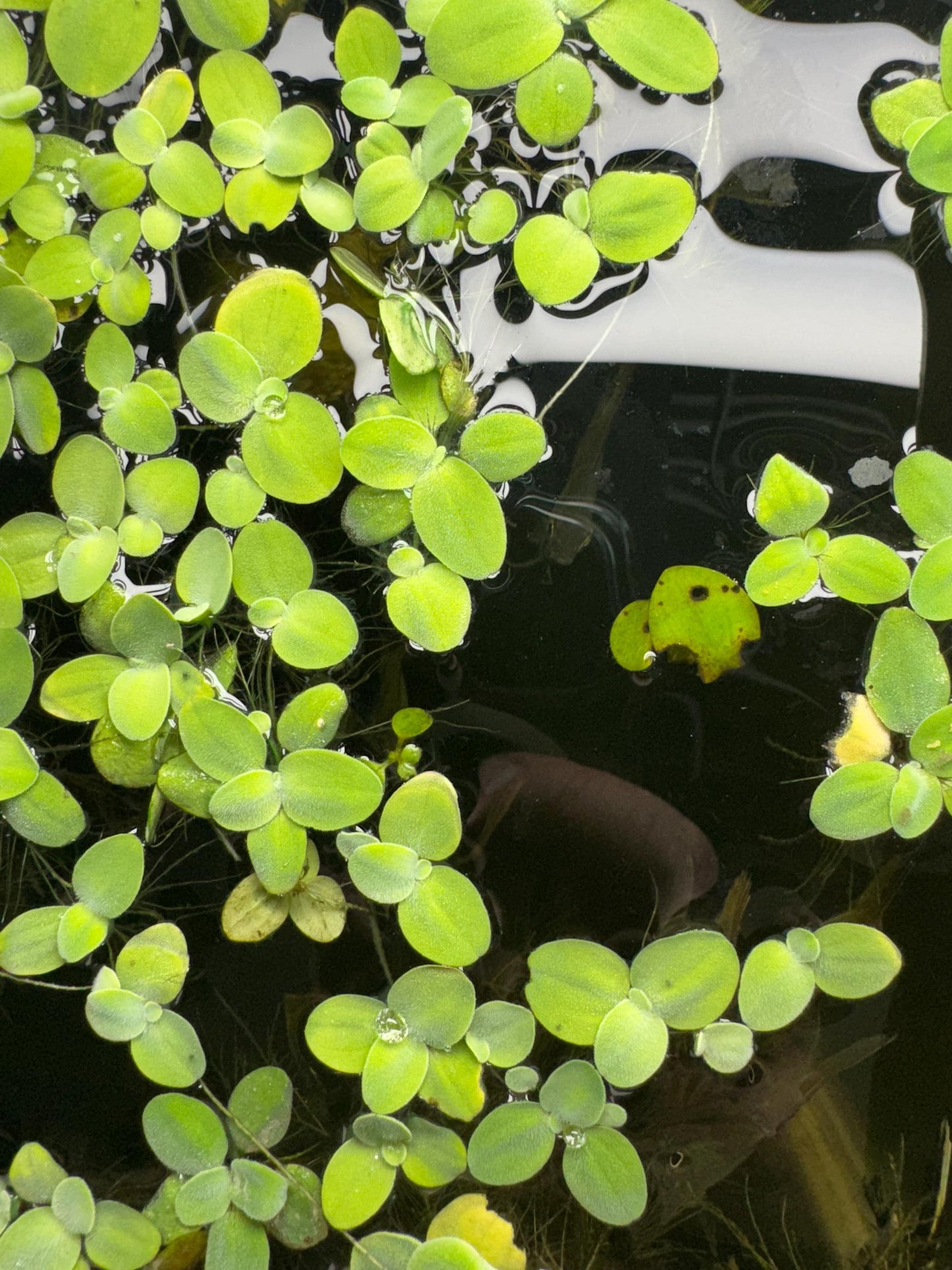 Combo Deal - 3 Water Lettuce & 3 Red Root Floater Starter Plants - Aquatic Floating Plants, Live Aquascaping Aquarium Plant