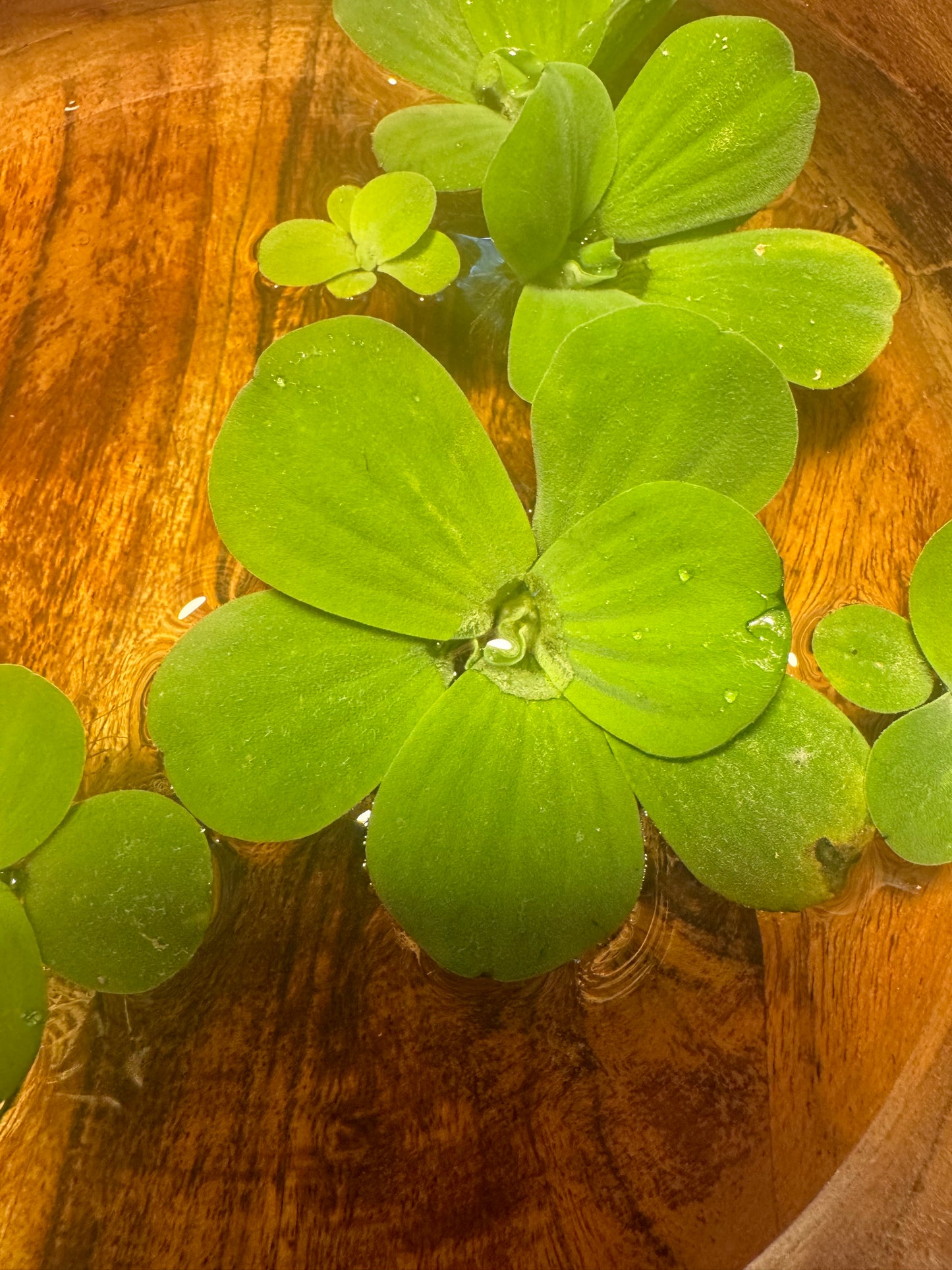 Close-up of live water lettuce (Pistia stratiotes) floating on water, showing bright green velvety leaves and natural rosette growth, ideal aquarium floating plant for betta and freshwater tanks.