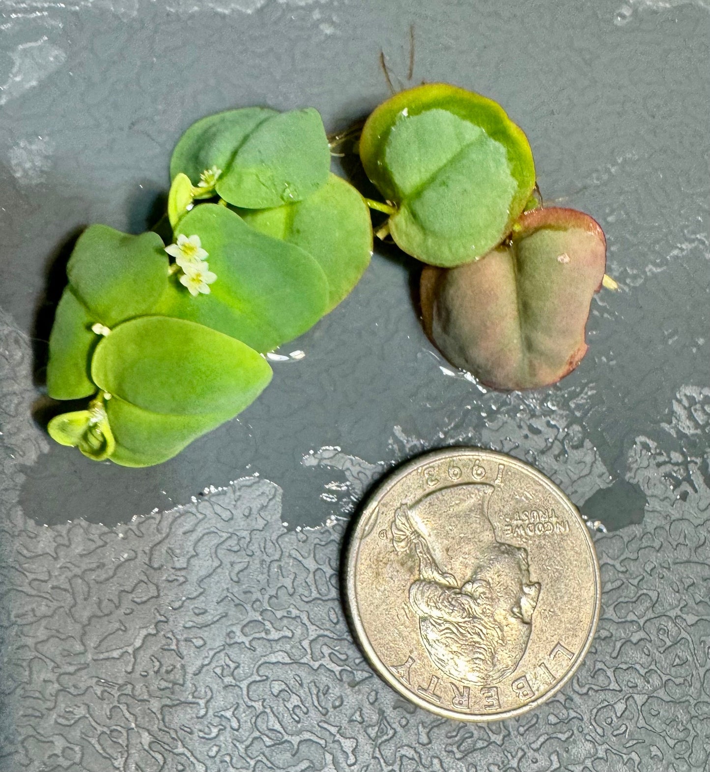Floating Aquarium Plants Bundle – 7 Live Plants (Red Root, Water Lettuce, Salvinia) for Freshwater Tanks