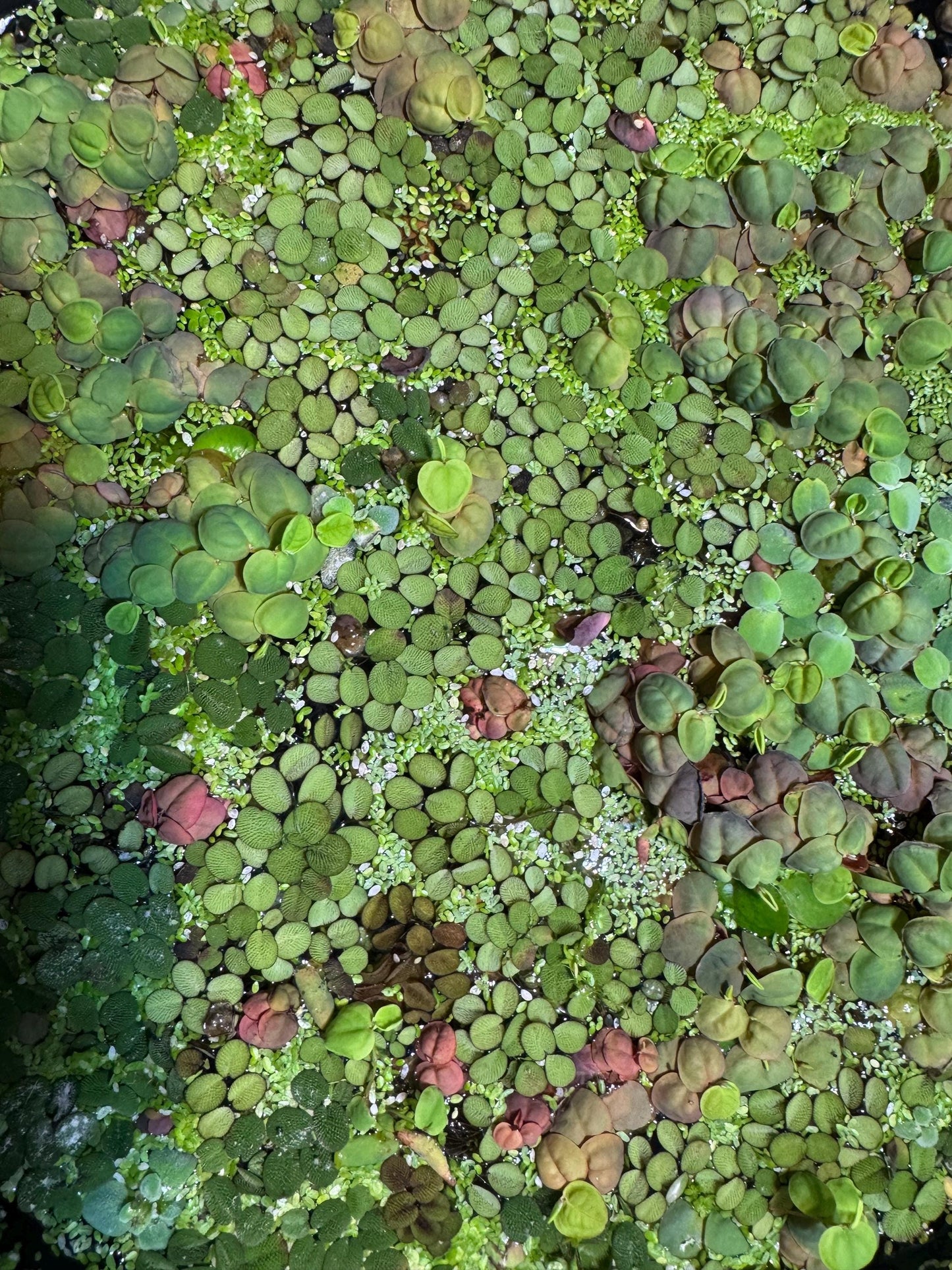 Floating Plant Mix – Red Root Floater, Salvinia and Duckweed | Live Aquarium & Pond Plants for Bettas and Beginners
