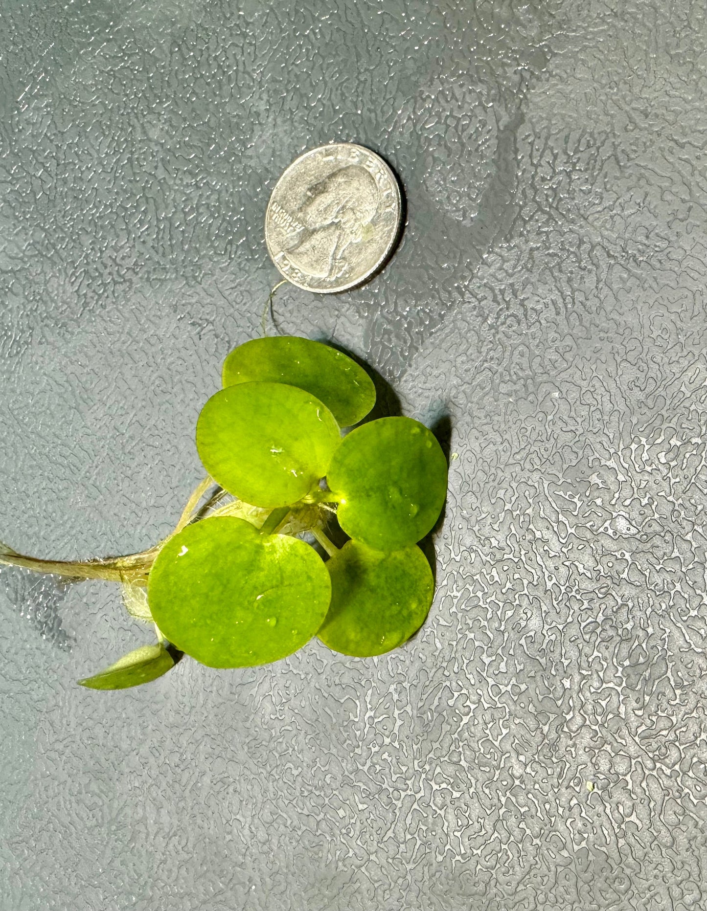 Aquarium Plant Starter Bundle – 4 Floating Plants - Red Root, Frogbit, Salvinia & Water Lettuce – Great for Shrimp and Betta