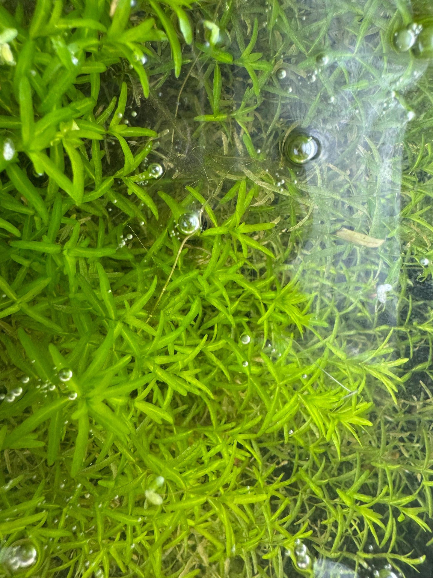 Pearl Weed Live Potted Carpeting Midground Foreground Aquarium Plant