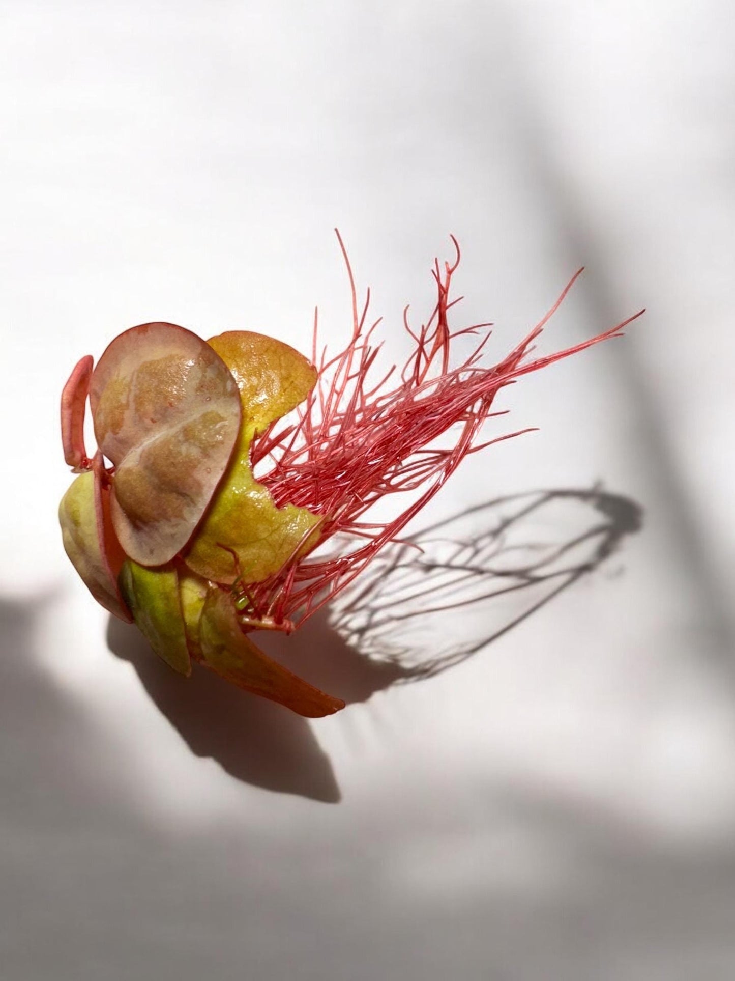 Frogbit & Red Root Floater Bundle