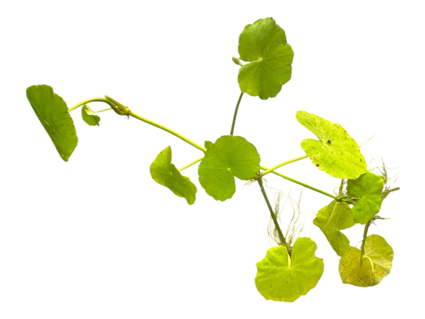 Hydrocotyle Pennywort – 3 Six-Inch Stems – Live Aquarium Plant