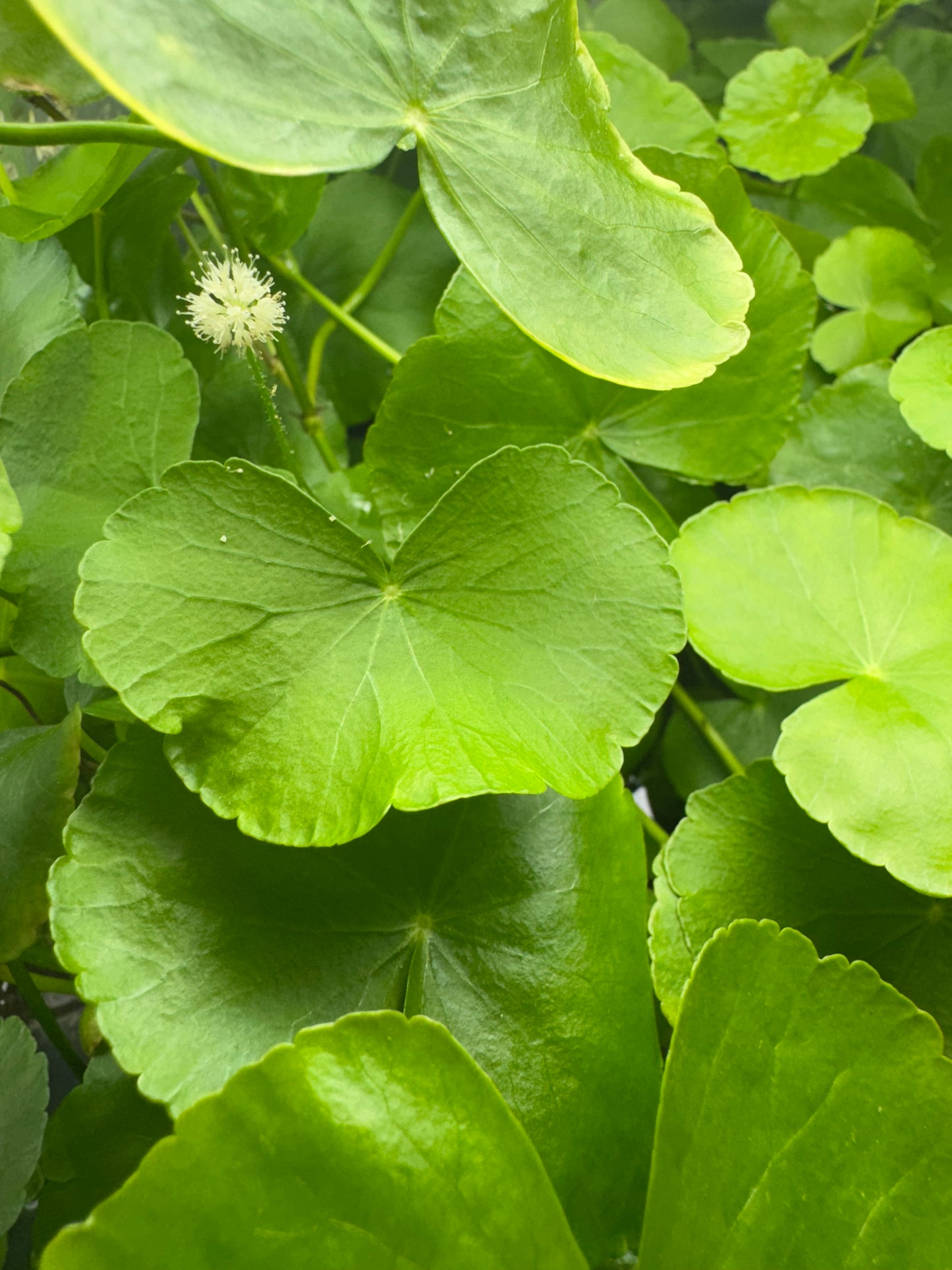 Close-up of Hydrocotyle pennywort leaves showing round, coin-shaped green foliage used in aquariums for shrimp tanks, betta tanks, and aquascaping.