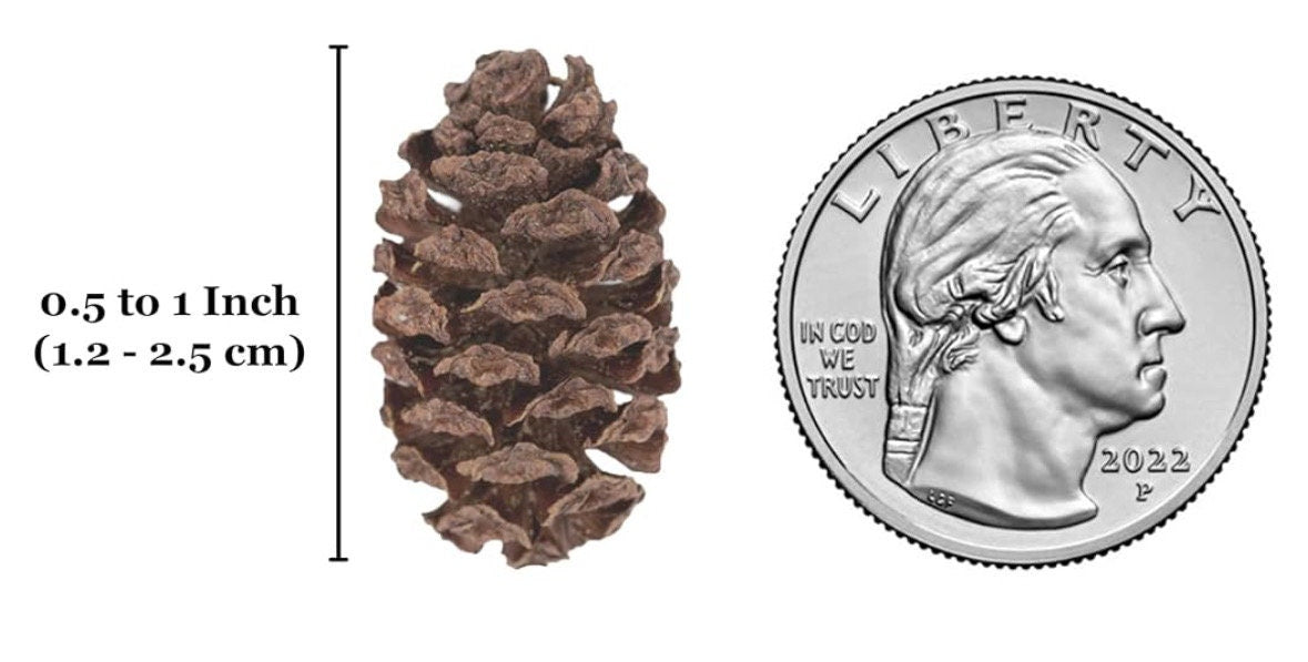 Alder Cones for Aquariums – Blackwater Botanical for Shrimp, Bettas & Breeding Tanks