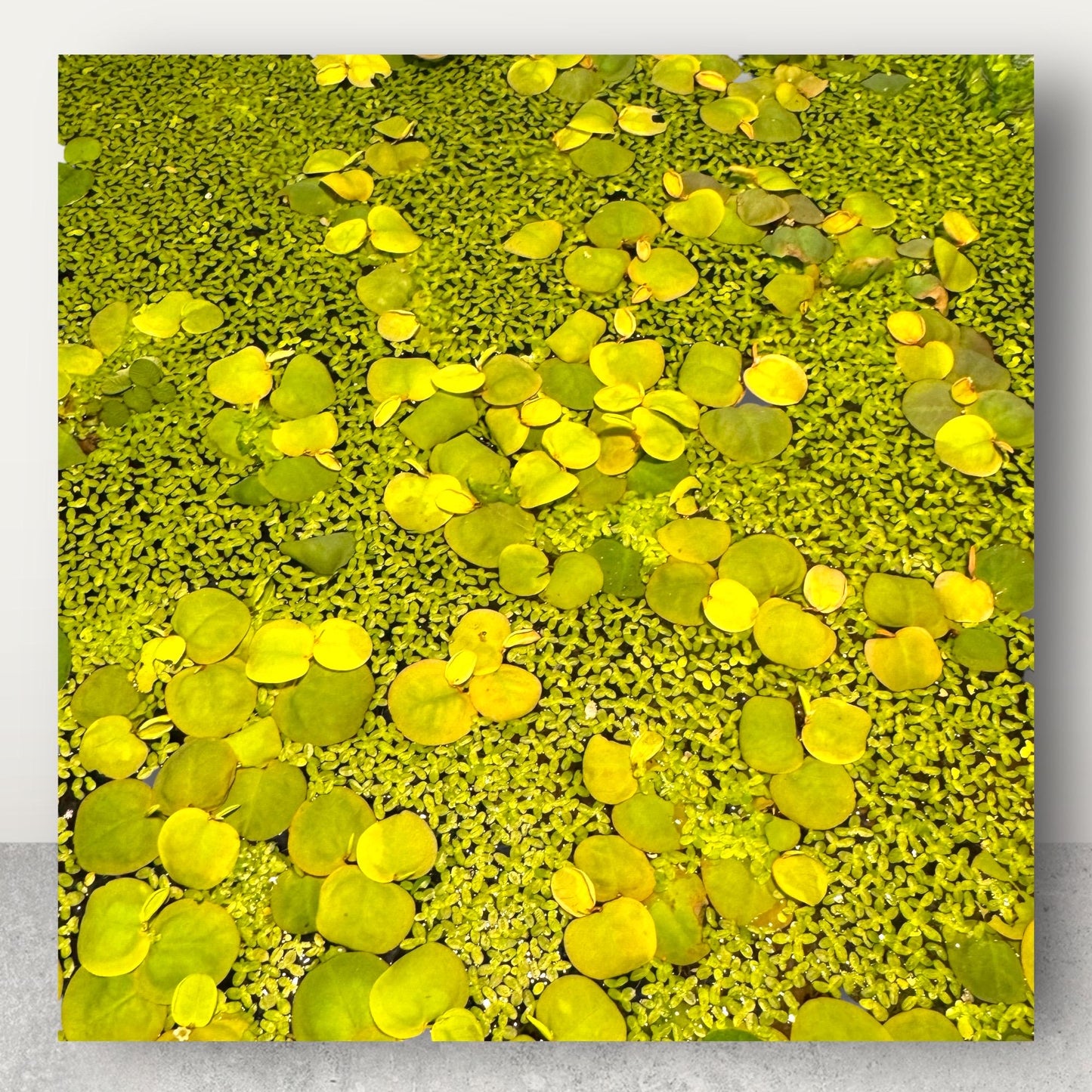 Duckweed & Red Root Floater Mix Live Aquarium Floating Plant. Large Amount in 8 oz Deli Cup. Snails possibly included.