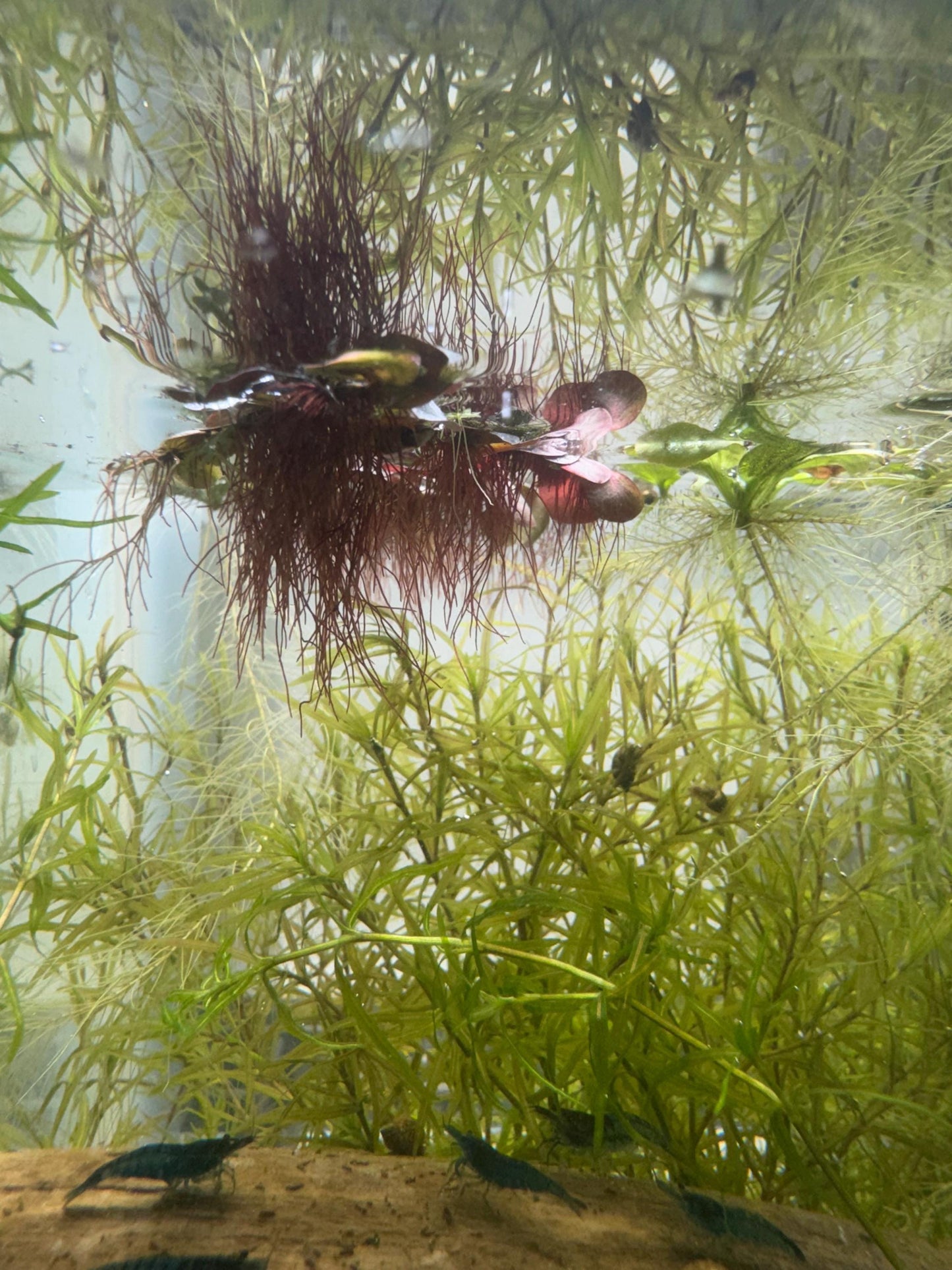 Guppy Grass (Najas) – 6-8 Weighted Stems | Live Aquarium Plant for Fish, Shrimp, & Fry