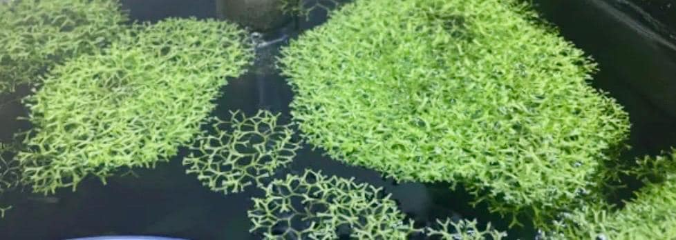 Riccia fluitans, also known as Crystalwort, is a versatile and attractive floating plant perfect for aquariums, paludariums, and terrariums.