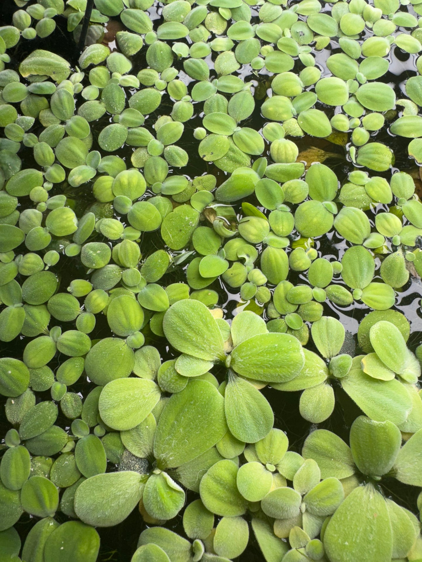 Dwarf Water Lettuce Bundle, ( 6 Pack ) Live Floating Aquarium and Pond Plants