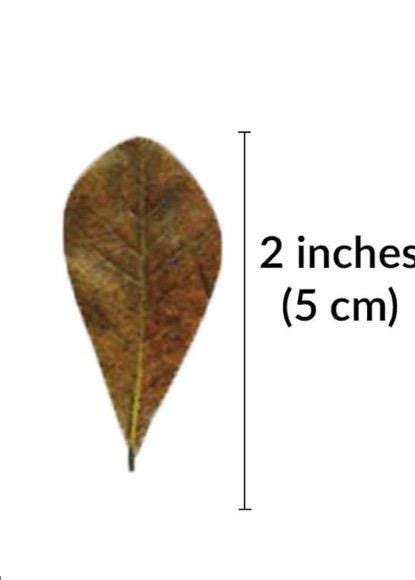 30 Pack Mini Indian Almond Leaves / Catappa Leaves, betta, axolotl, fry, tetra