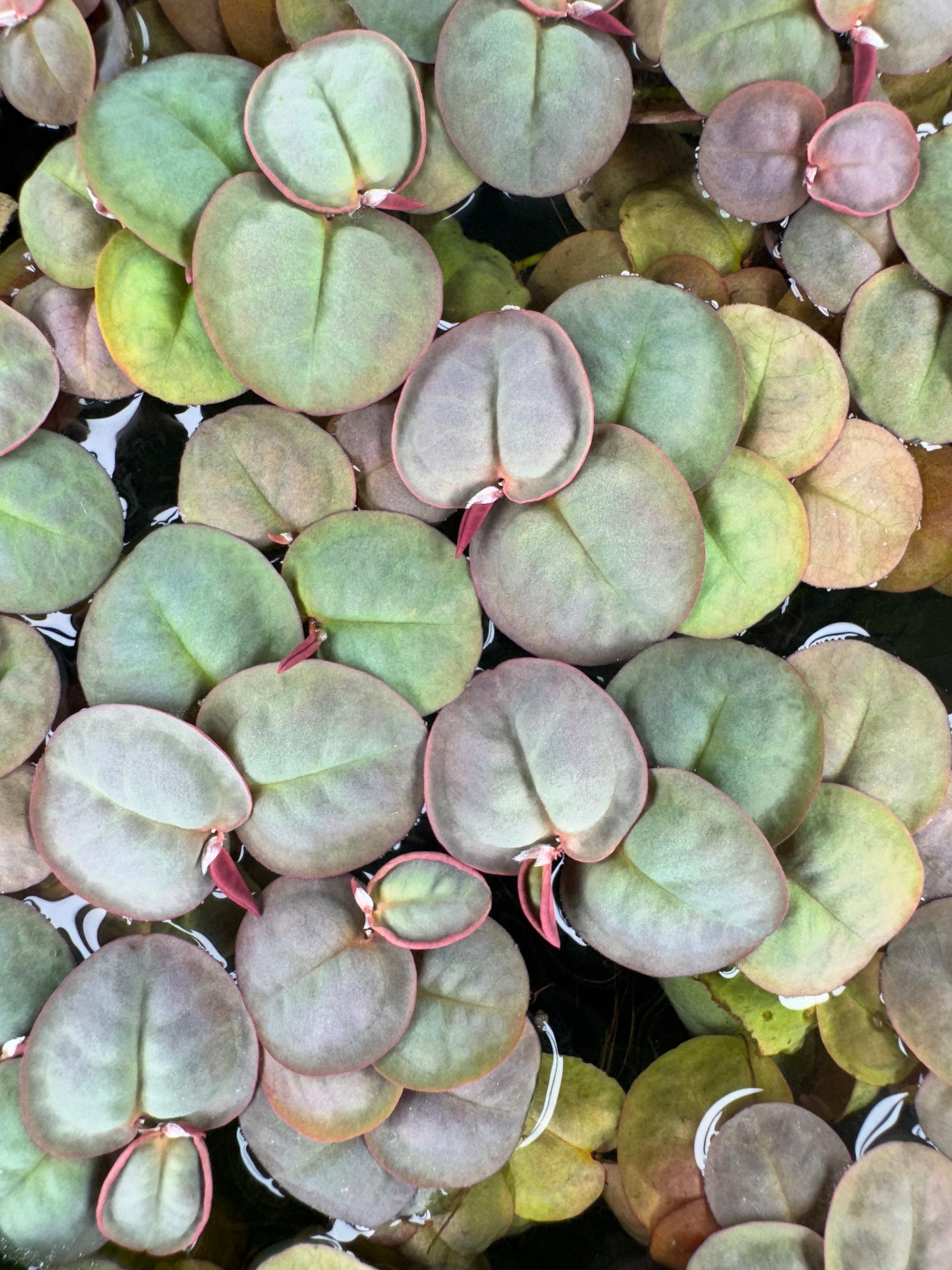 Red root floater plants growing across the surface of a freshwater aquarium, adding shade, natural nitrate reduction, and breeding cover for betta and nano fish.