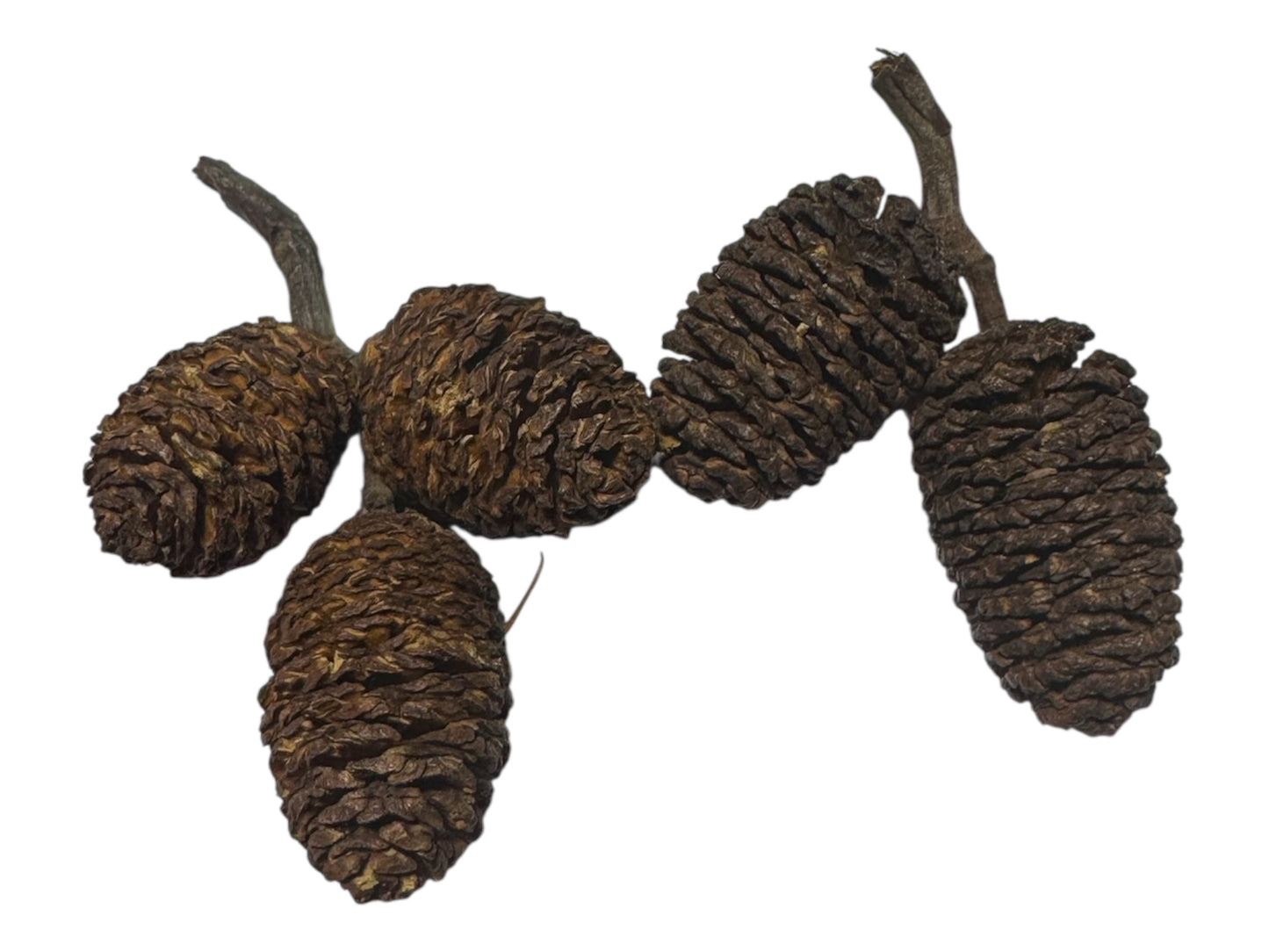 Alder Cones for Aquariums – Blackwater Botanical for Shrimp, Bettas & Breeding Tanks