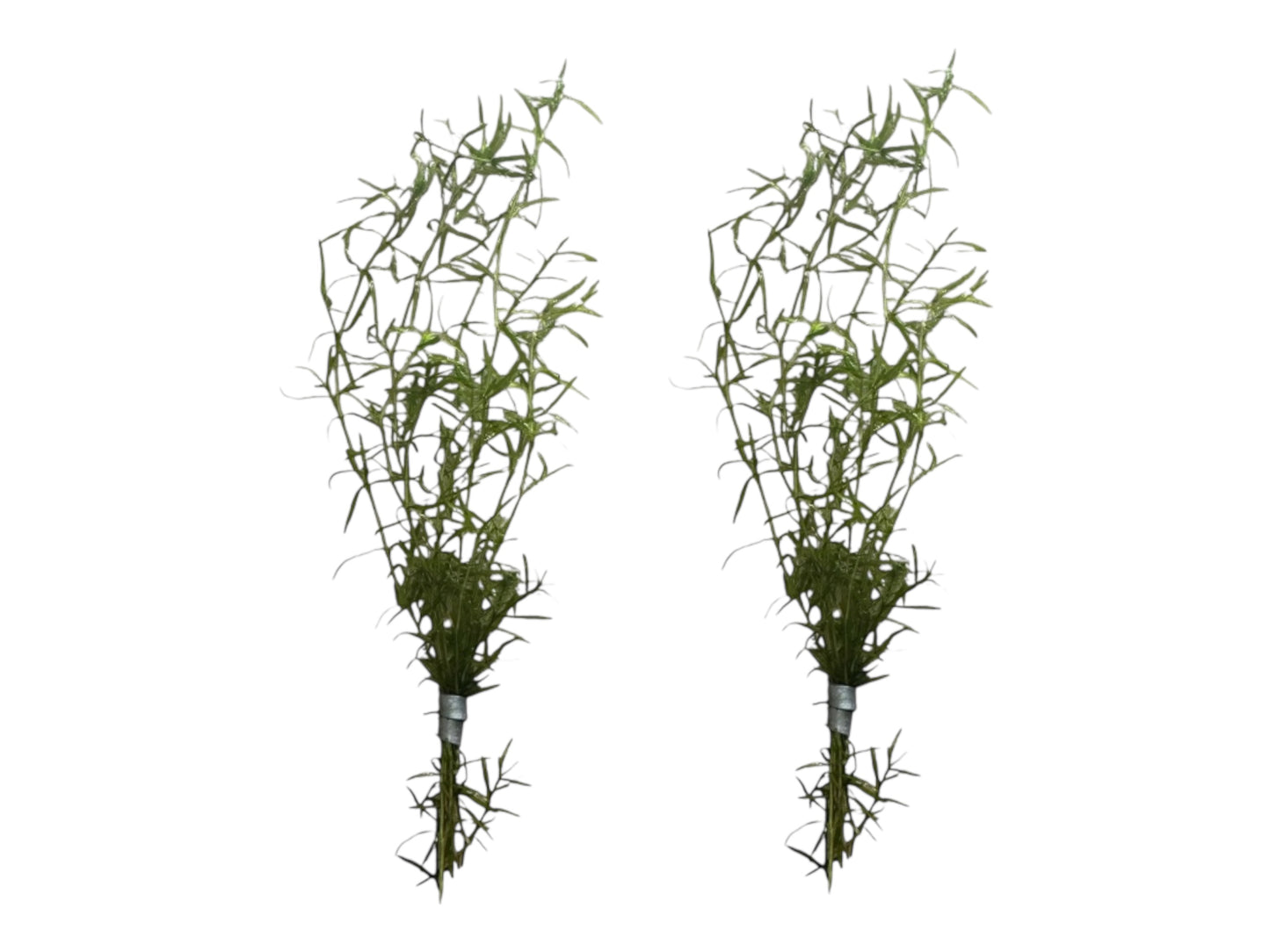Guppy Grass (Najas) – 6-8 Weighted Stems | Live Aquarium Plant for Fish, Shrimp, & Fry