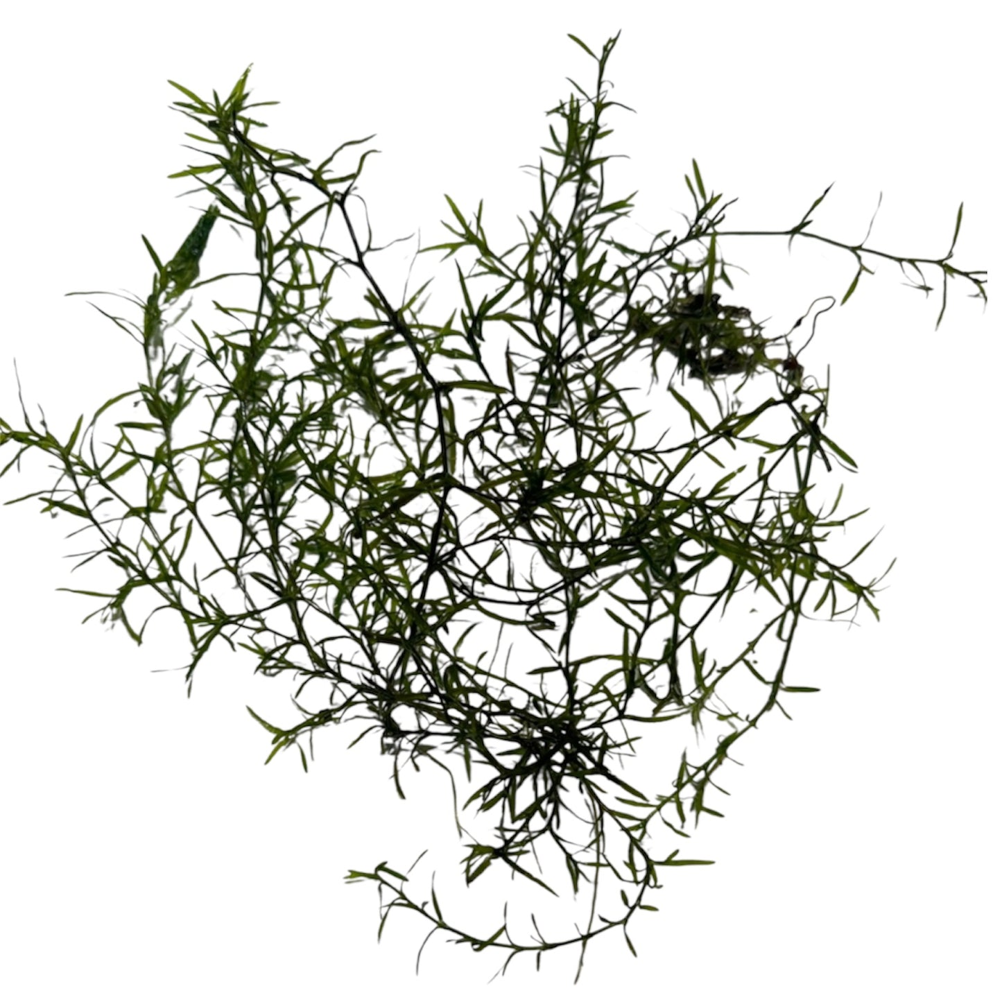 A cluster of Guppy Grass (Najas guadalupensis) with thin, feathery green stems and narrow leaves, isolated on a white background.