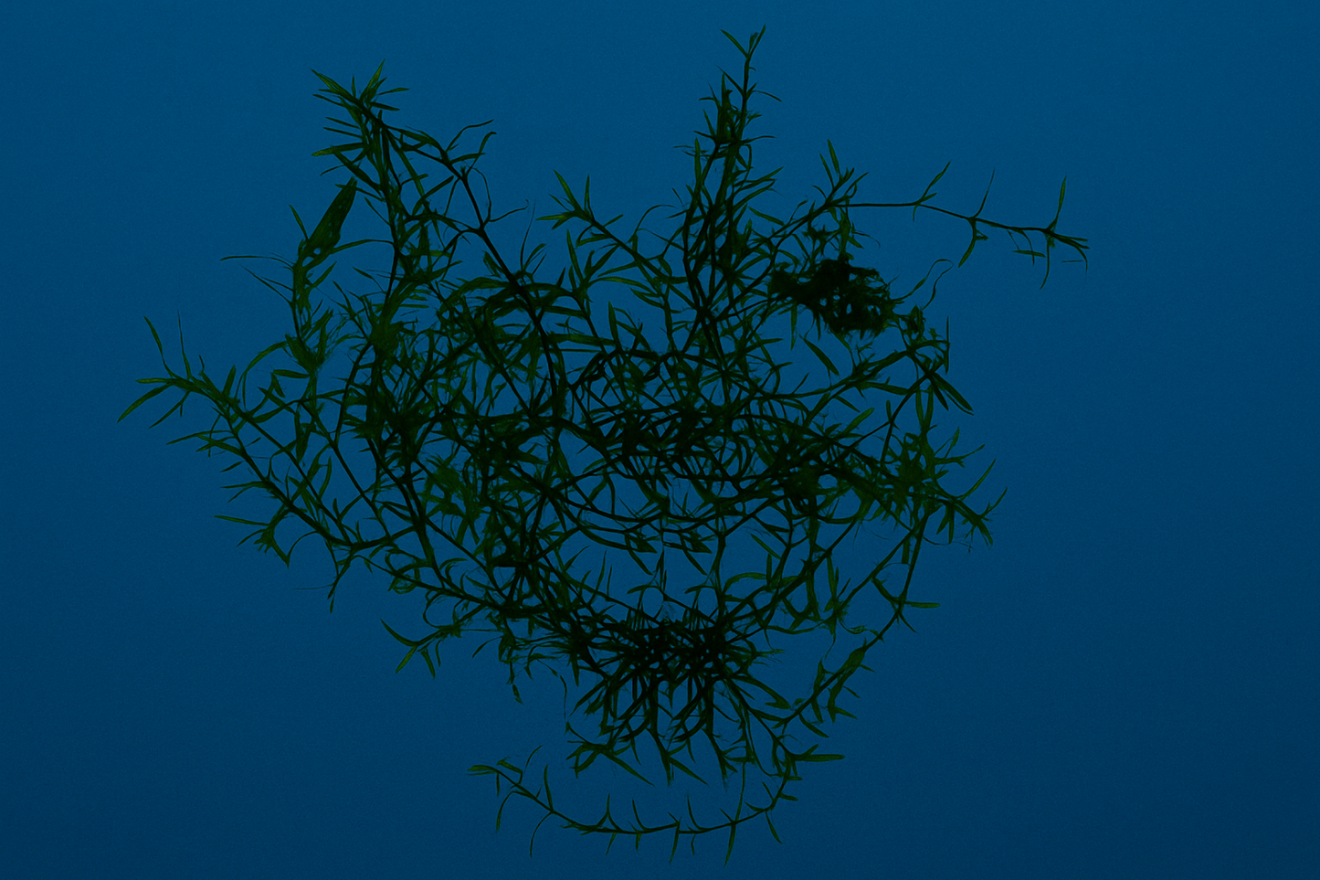 Guppy Grass / Najas Grass Aquarium Stem Plant. Aquatic Floating Plant. Great Plant for Shrimp and Fry to Hideout