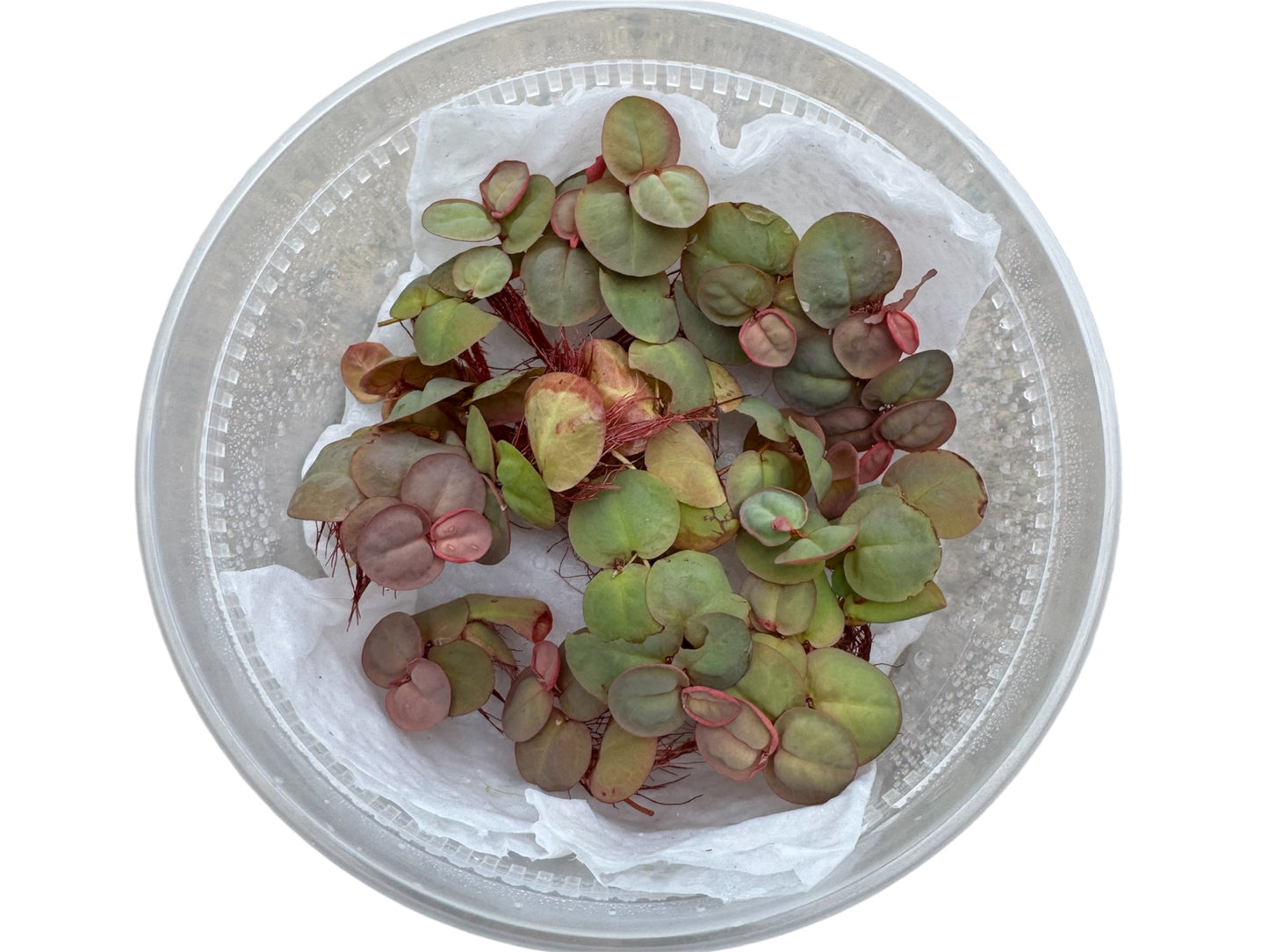 “Portion of live red root floaters showing multiple green leaves with red undersides and trailing roots, perfect floating plant for fish tanks and planted aquariums.