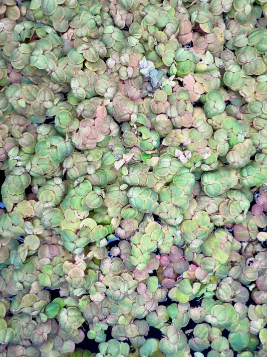Close-up top-down view of healthy Red Root Floater plants covering the water’s surface. The floating leaves range from soft green to blush pink with subtle red edging, forming a dense, colorful mat ideal for freshwater aquariums.