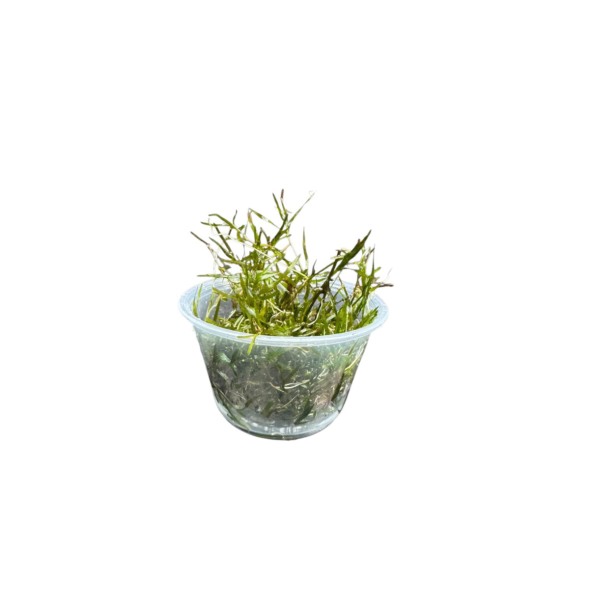 Live Guppy Grass (Najas guadalupensis) aquarium plant in a clear cup with healthy green stems and fine foliage, isolated on a white background.