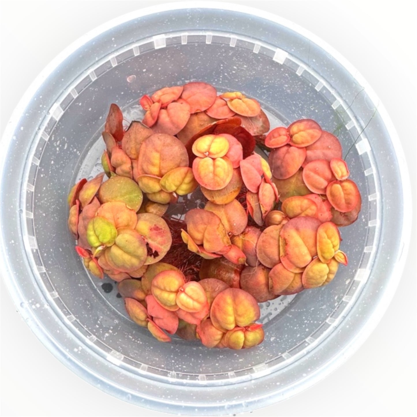 Red Root Floaters, Aquarium Floating Plants, ( 6 Pack ) Live Aquatic for Planted Tank