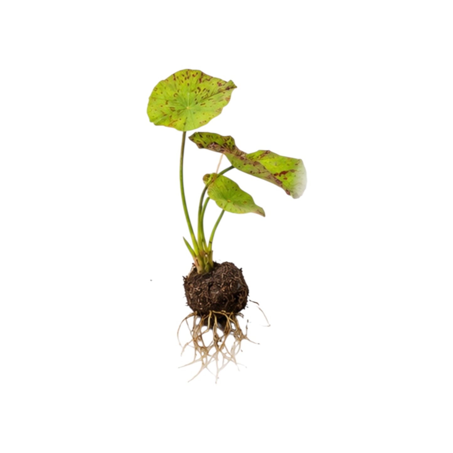Bare-root Tiger Lotus bulb with healthy roots and emerging green leaves displayed on a white background. This live aquatic plant features a well-established bulb and vibrant foliage, making it an excellent centerpiece plant for freshwater aquariums and aquascapes.