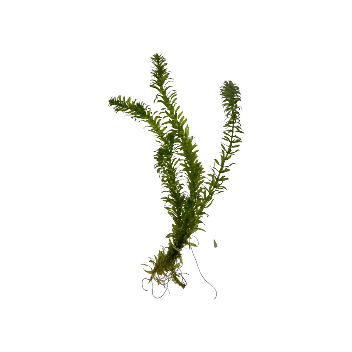 Healthy Anacharis (Egeria densa) bunch with vibrant green stems, dense needle-like leaves, and established roots, isolated on a white background.