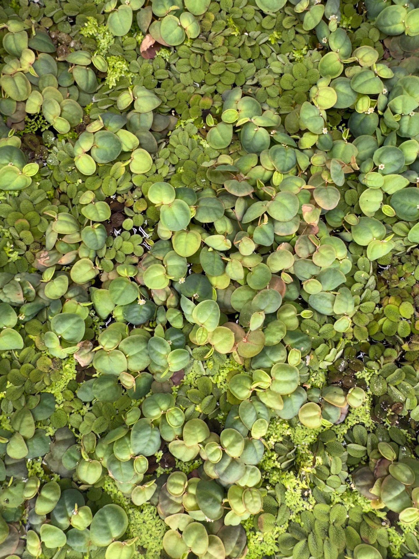 Floating Plant Mix – Red Root Floater, Salvinia and Duckweed | Live Aquarium & Pond Plants for Bettas and Beginners