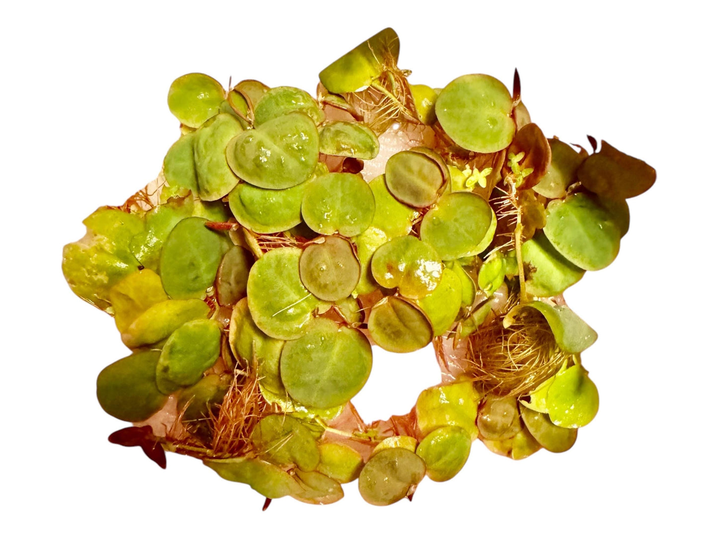 Duckweed & Red Root Floater Mix Live Aquarium Floating Plant. Large Amount in 8 oz Deli Cup. Snails possibly included.