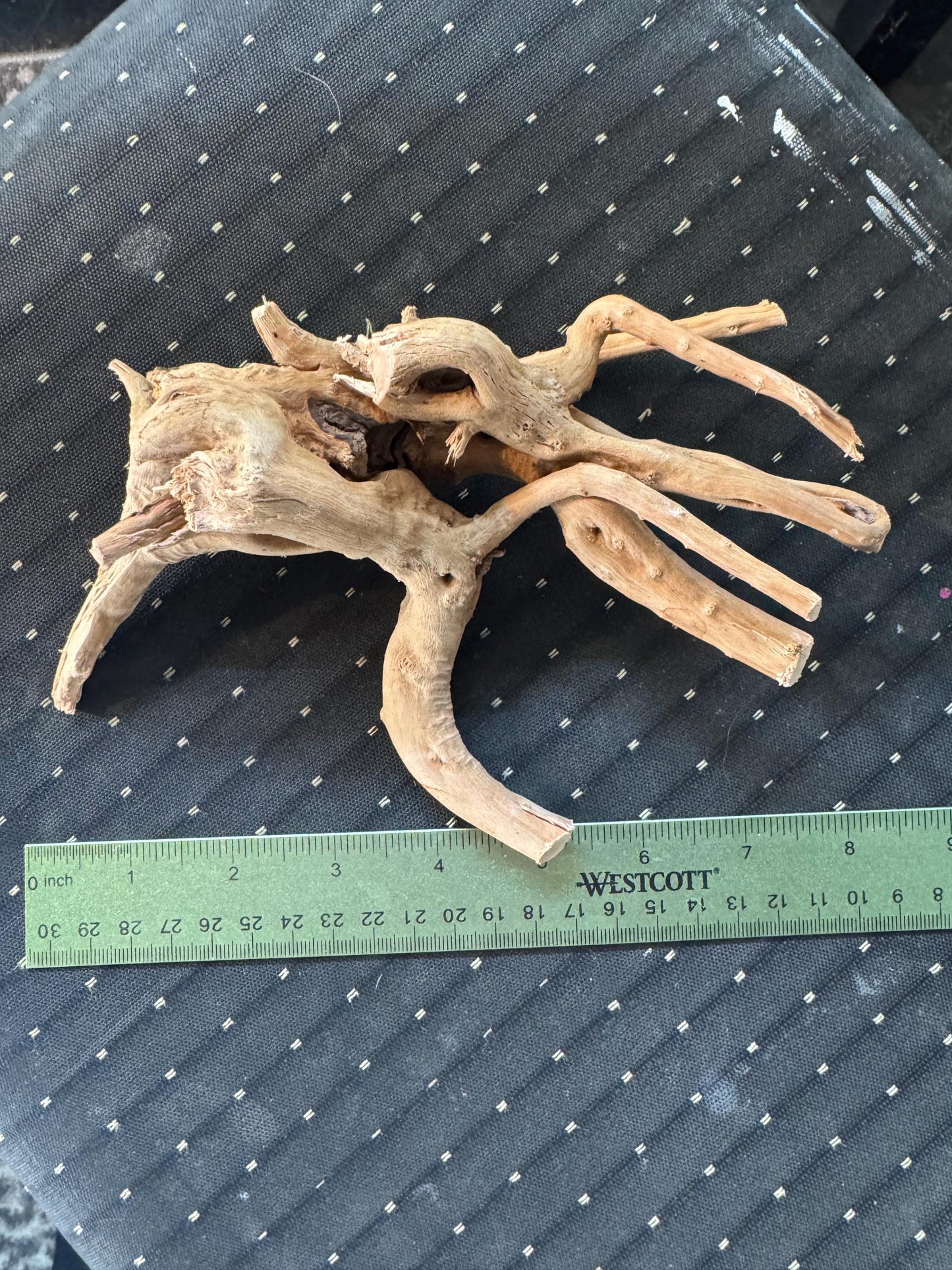 One 6-8 Inch Spiderwood, Natural Aquarium Hardscape for Aquascaping and Planted Tanks