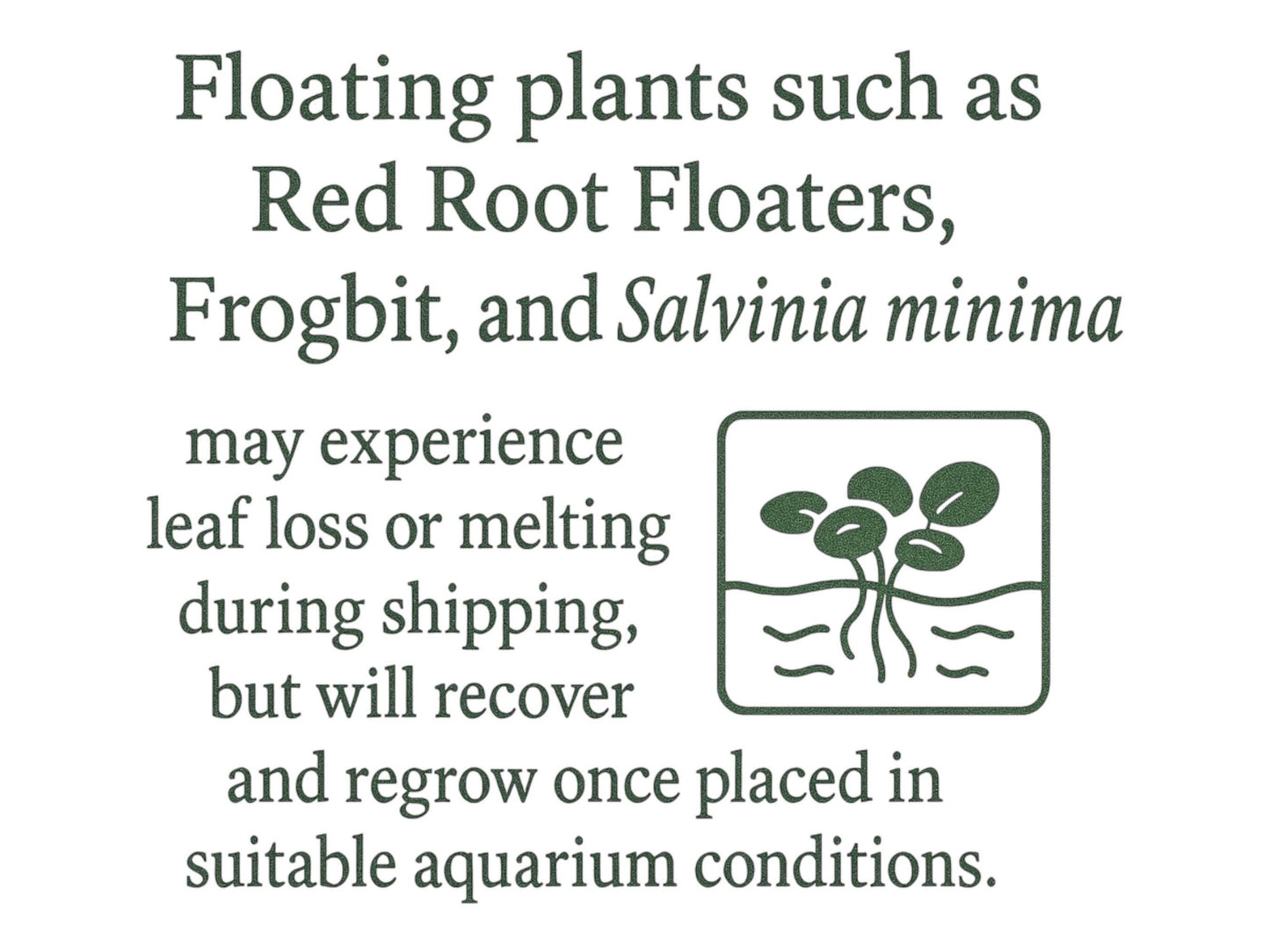 Variety Floating Plant Bundle - Red Root Floater, Water Lettuce, Frogbit, Salvinia and Duckweed