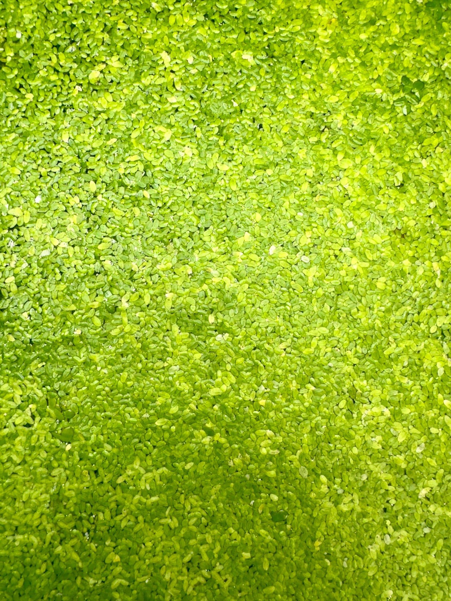 Duckweed & Red Root Floater Mix Live Aquarium Floating Plant. Large Amount in 8 oz Deli Cup. Snails possibly included.