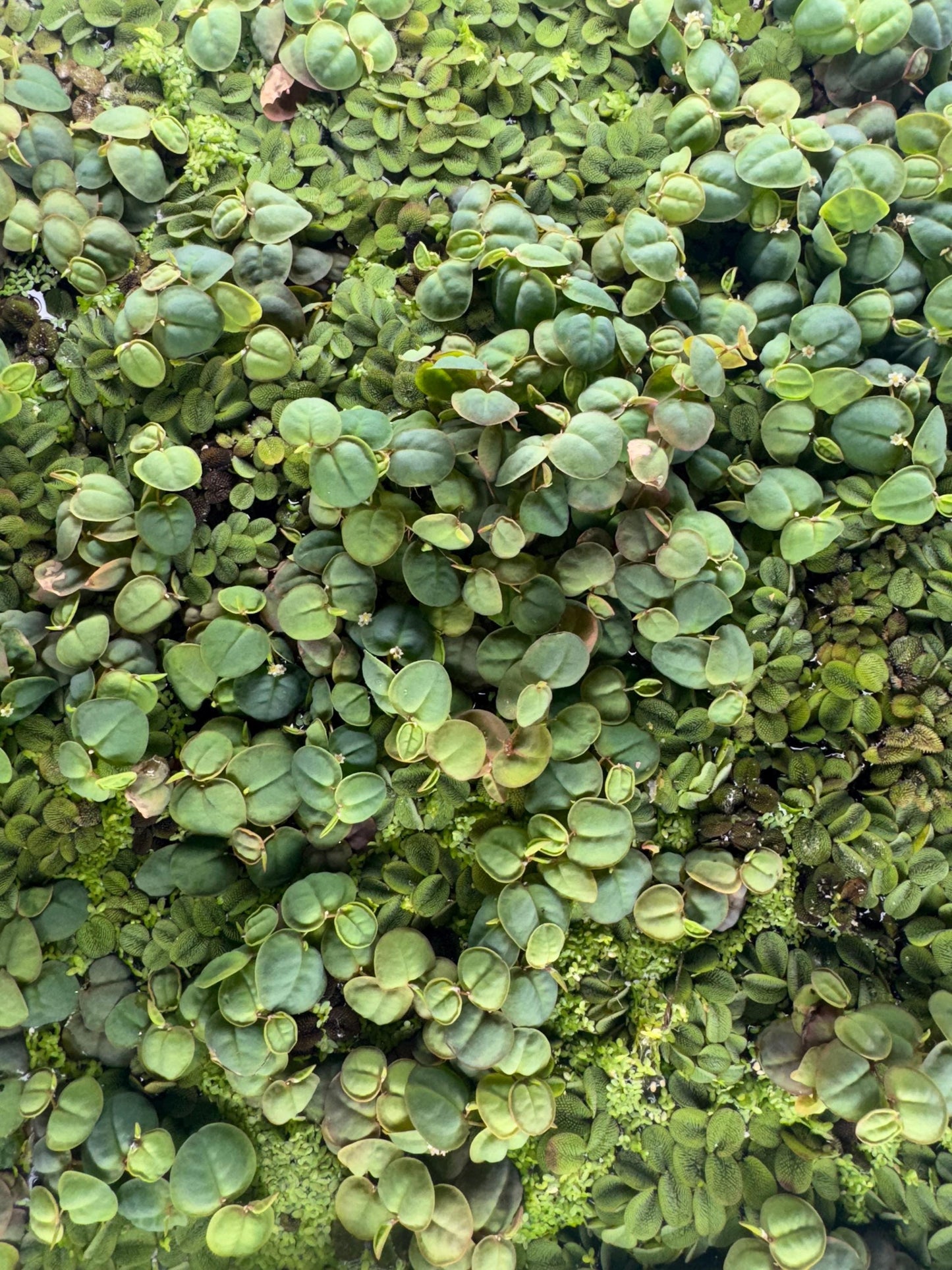 Floating Plant Mix – Red Root Floater, Salvinia and Duckweed | Live Aquarium & Pond Plants for Bettas and Beginners