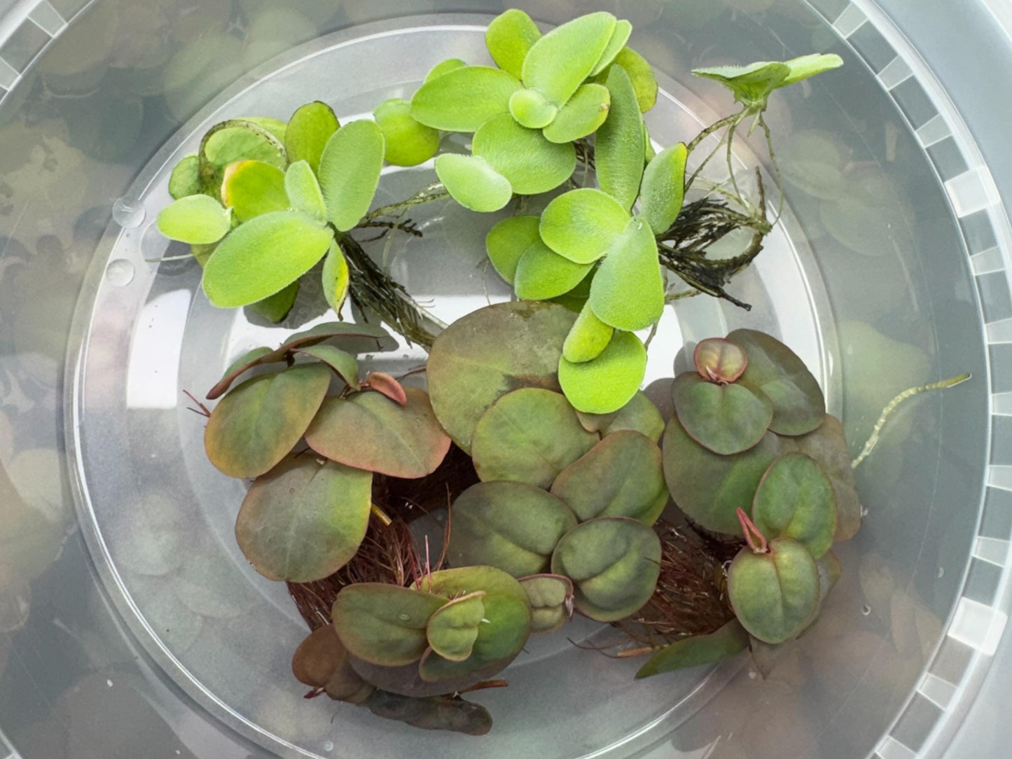 Combo Deal - 3 Water Lettuce & 3 Red Root Floater Starter Plants - Aquatic Floating Plants, Live Aquascaping Aquarium Plant