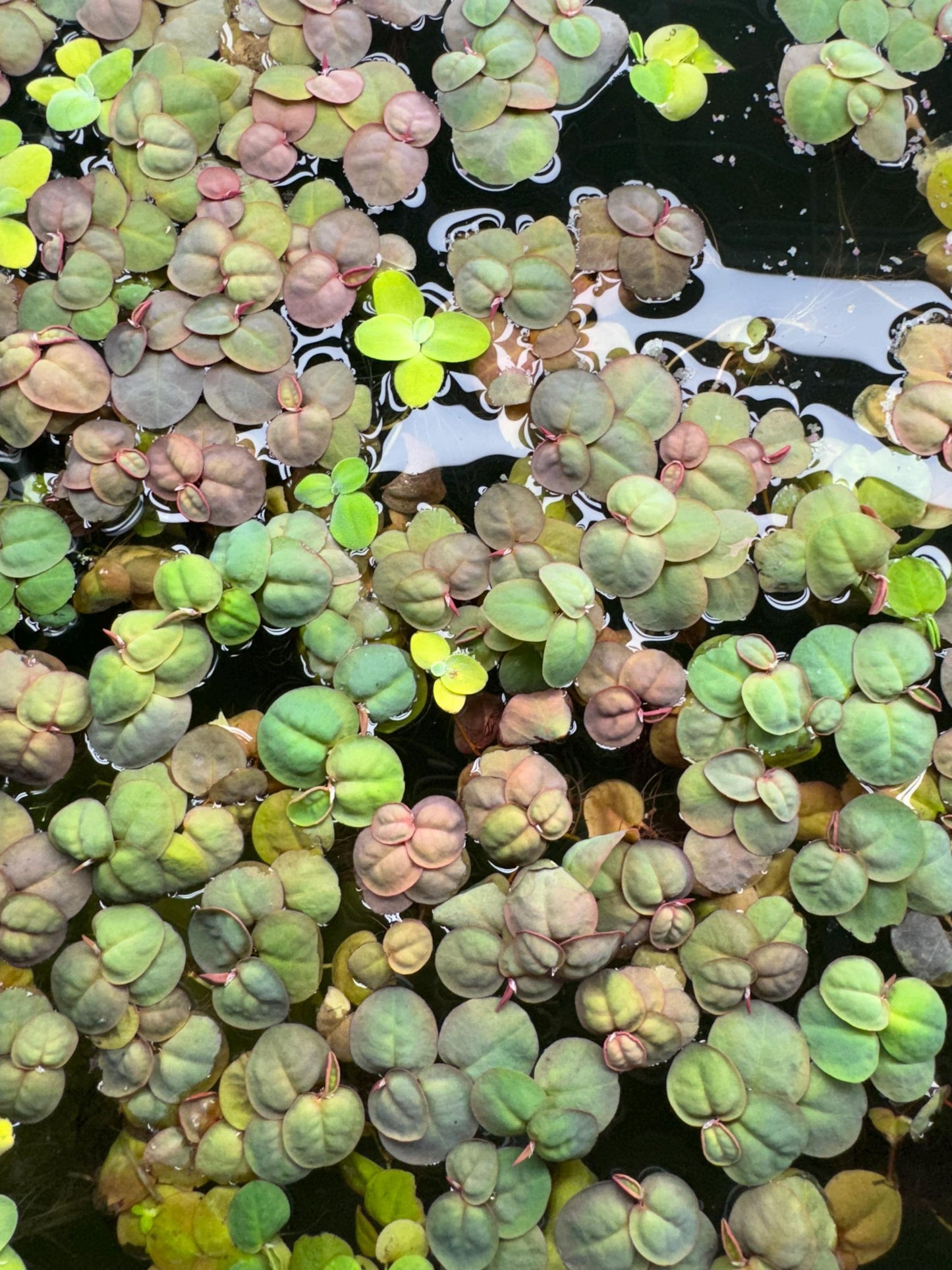 Combo Deal - 3 Water Lettuce & 3 Red Root Floater Starter Plants - Aquatic Floating Plants, Live Aquascaping Aquarium Plant