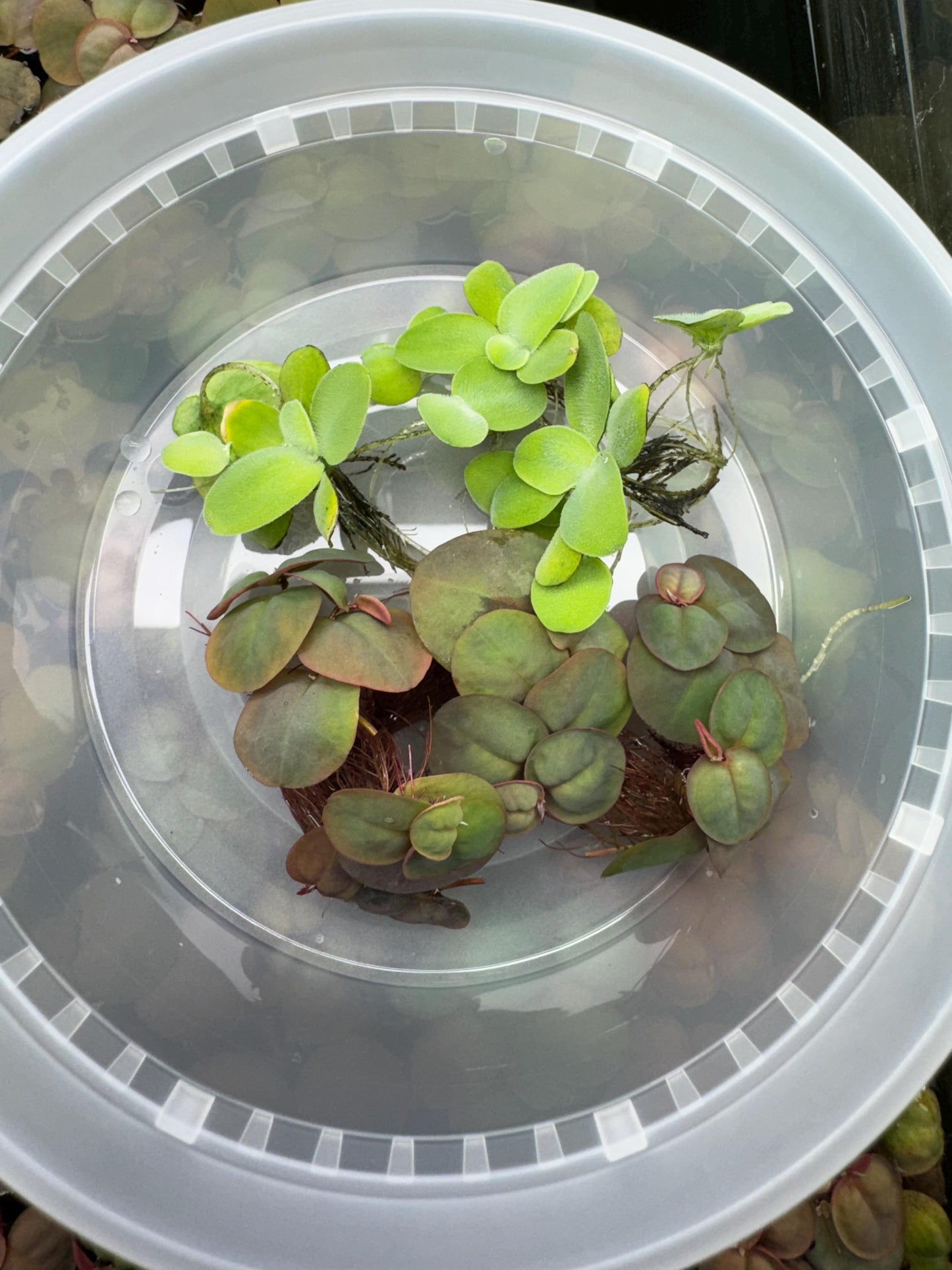 Combo Deal - 3 Water Lettuce & 3 Red Root Floater Starter Plants - Aquatic Floating Plants, Live Aquascaping Aquarium Plant