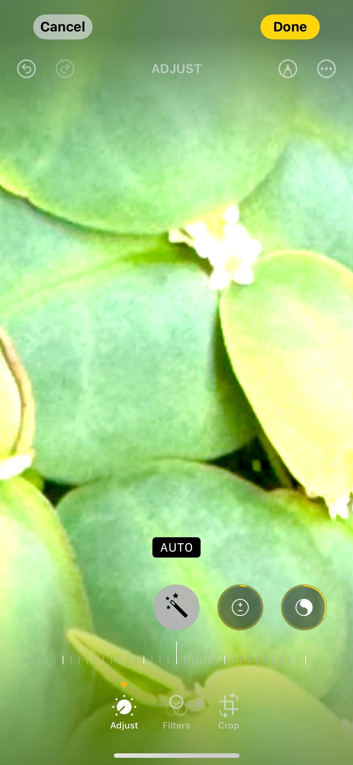 Aquarium Plant Starter Bundle – 4 Floating Plants - Red Root, Frogbit, Salvinia & Water Lettuce – Great for Shrimp and Betta