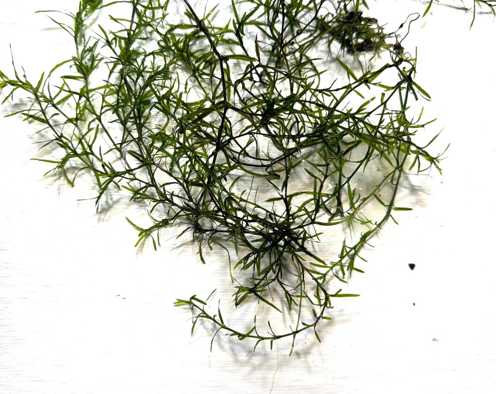 Guppy Grass / Najas Grass Aquarium Stem Plant. Aquatic Floating Plant. Great Plant for Shrimp and Fry to Hideout