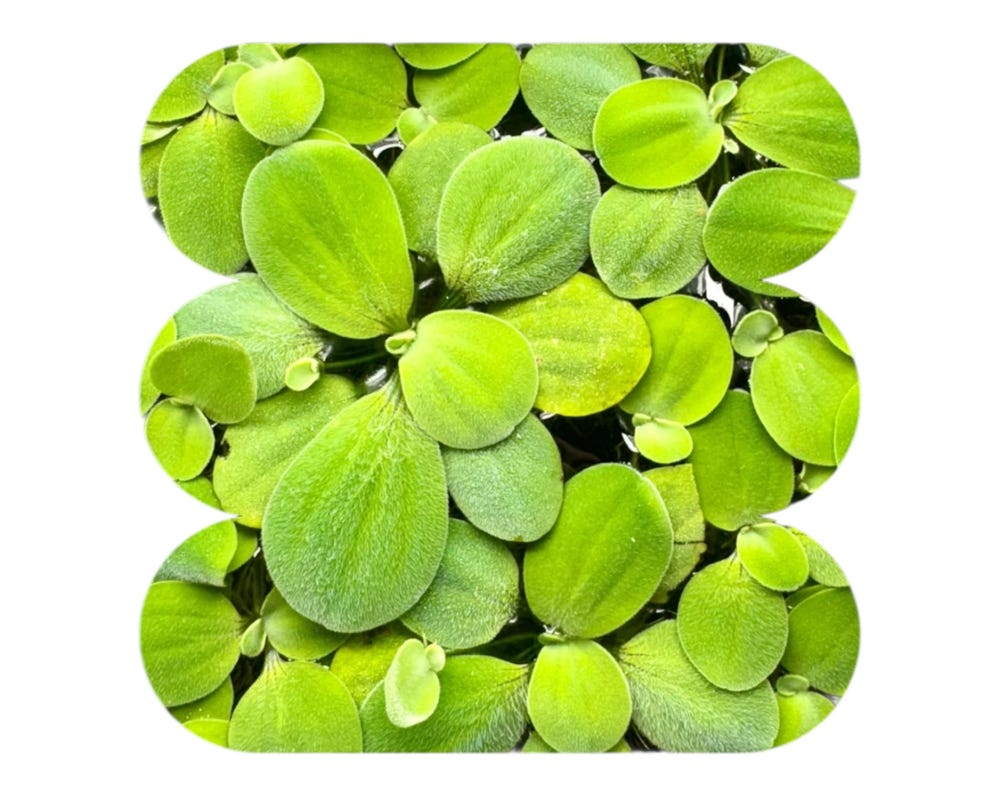 Dwarf Water Lettuce Bundle, ( 6 Pack ) Live Floating Aquarium and Pond Plants