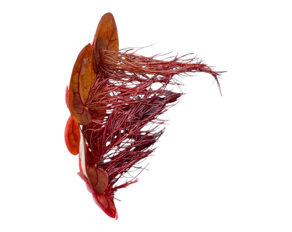 Red Root Floaters, Aquarium Floating Plants, ( 6 Pack ) Live Aquatic for Planted Tank