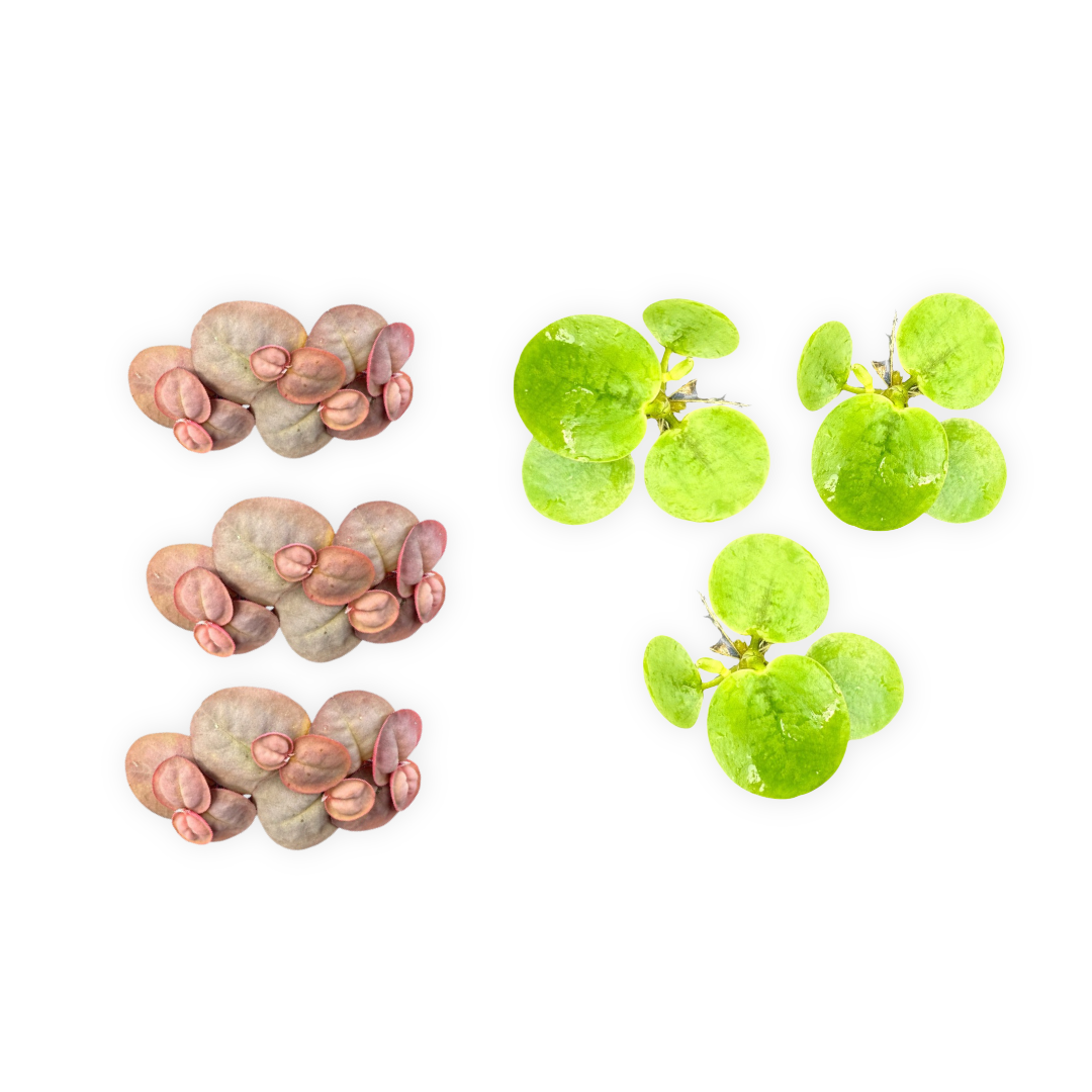 Frogbit Plants +Red Root Floater Plants 3 Each Aquarium Floating Plants, Live Aquarium Plant