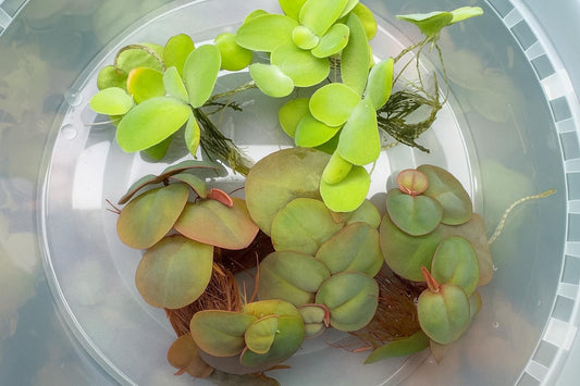 Combo Deal - 3 Water Lettuce & 3 Red Root Floater Starter Plants - Aquatic Floating Plants, Live Aquascaping Aquarium Plant