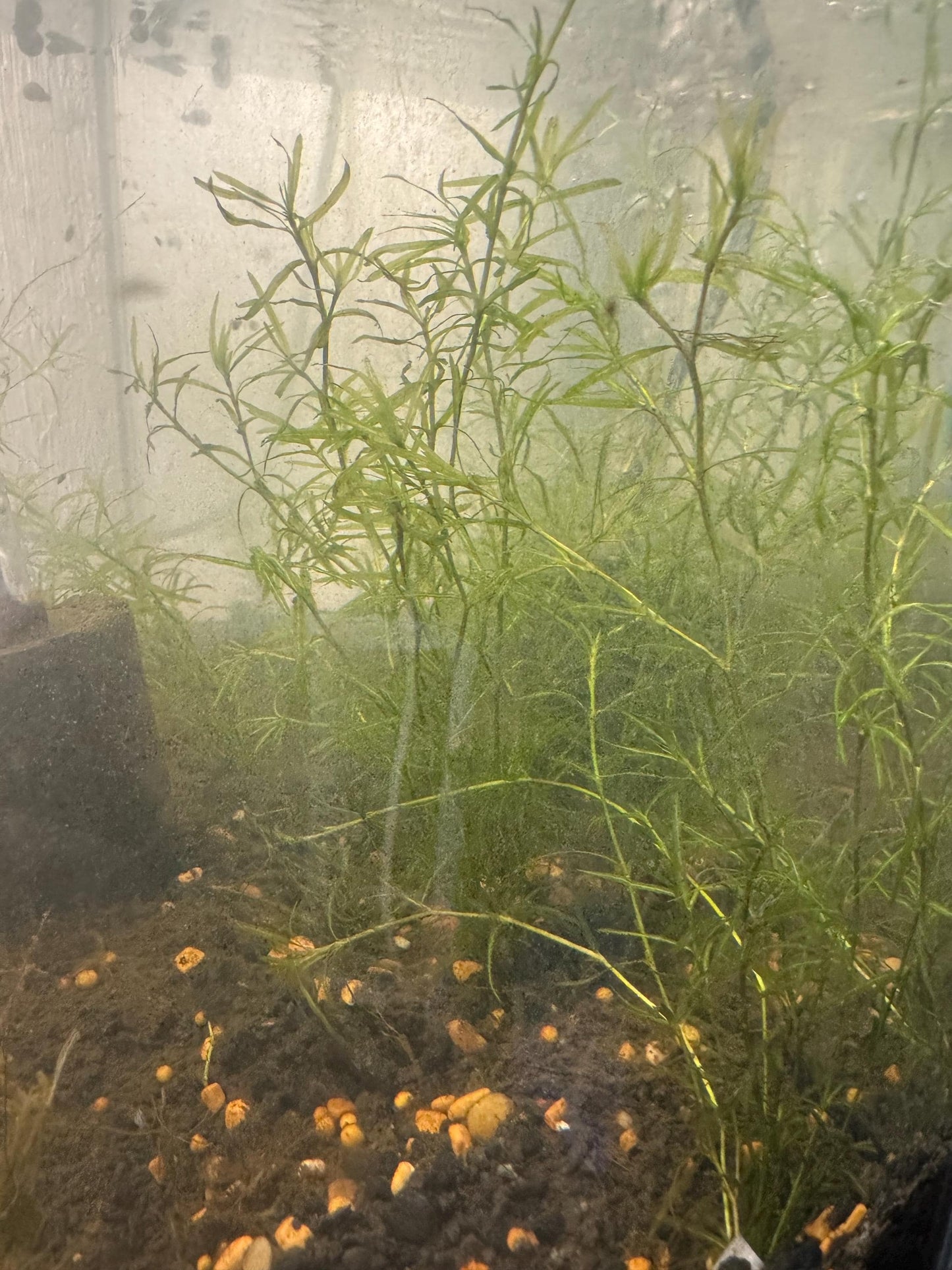 Guppy Grass (Najas) – 6-8 Weighted Stems | Live Aquarium Plant for Fish, Shrimp, & Fry