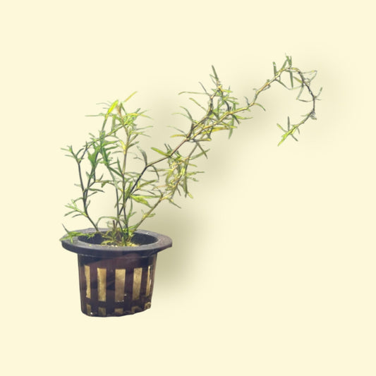 Guppy Grass / Najas grass Potted Plant