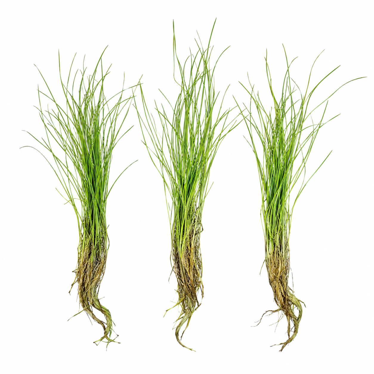 Three Dwarf Hairgrass live aquarium plant plugs on white background with loose grass-like green blades and exposed roots, freshwater carpeting plants ideal for aquascaping, shrimp tanks, nano tanks, and planted aquariums.